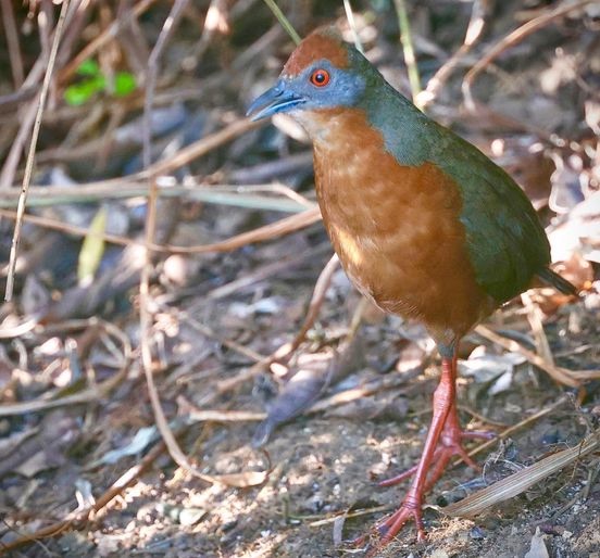 russet-crowned crake