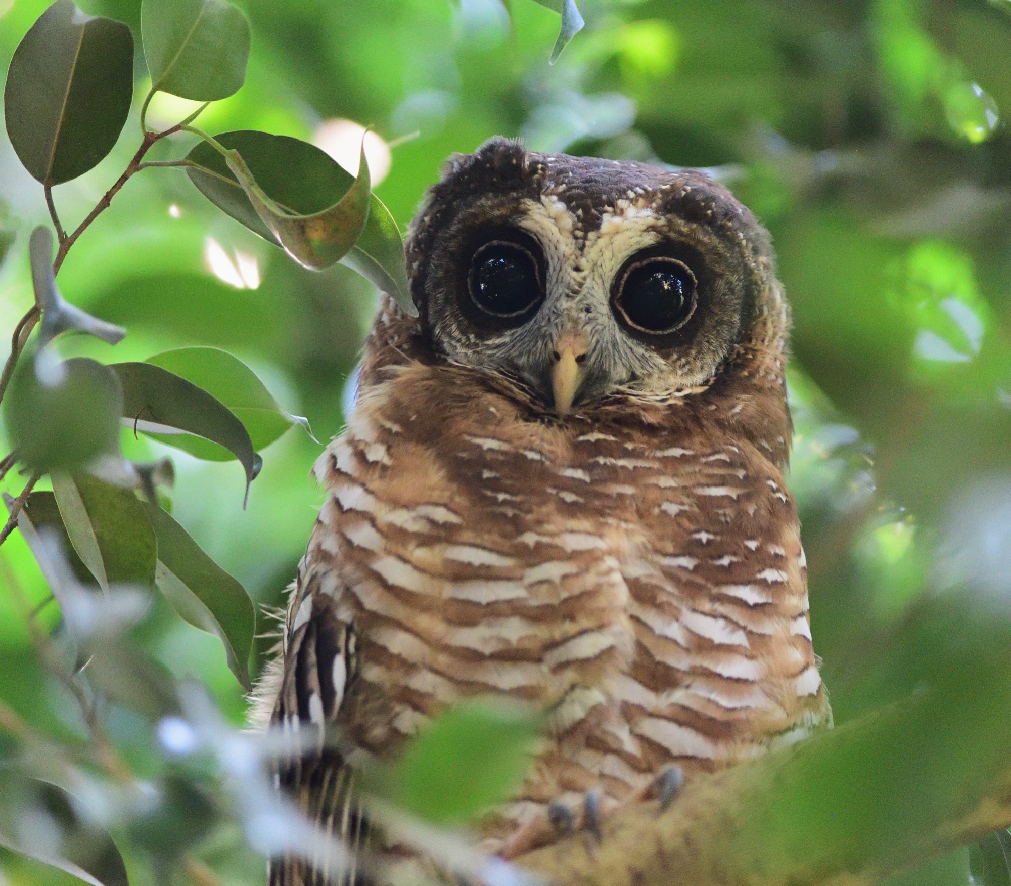 african wood owl