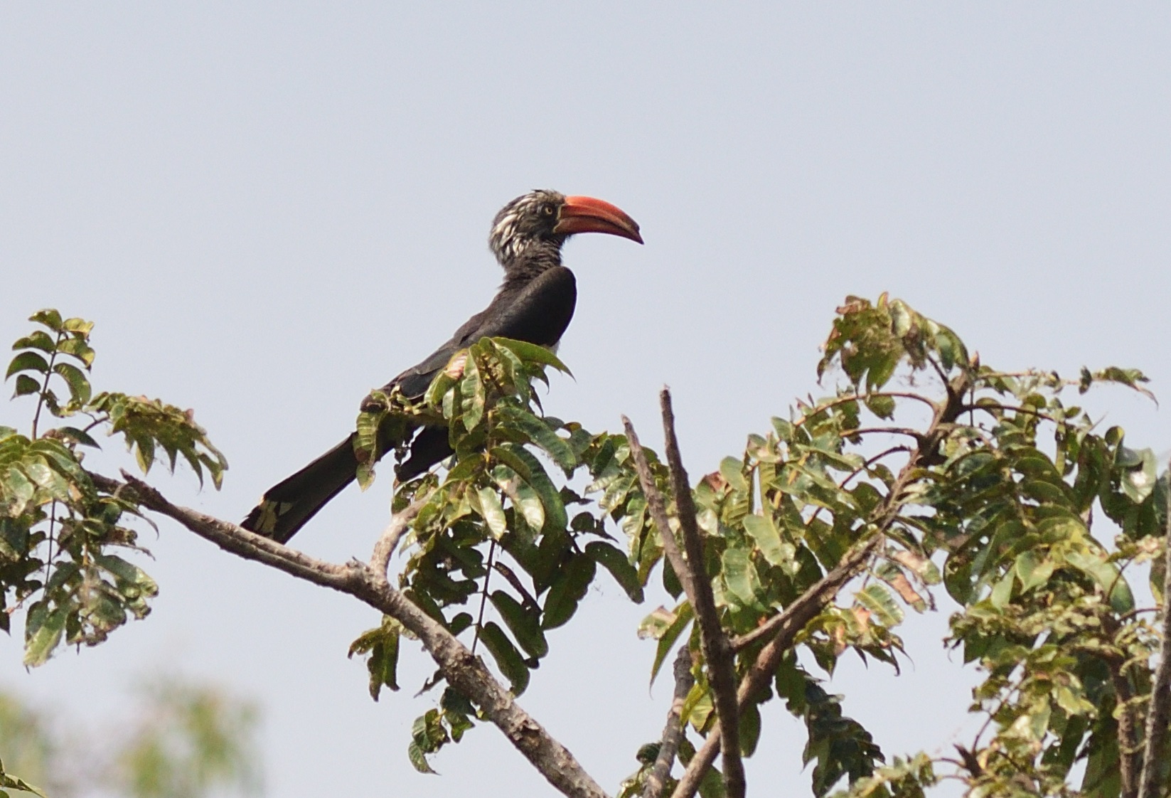 crowned hornbill