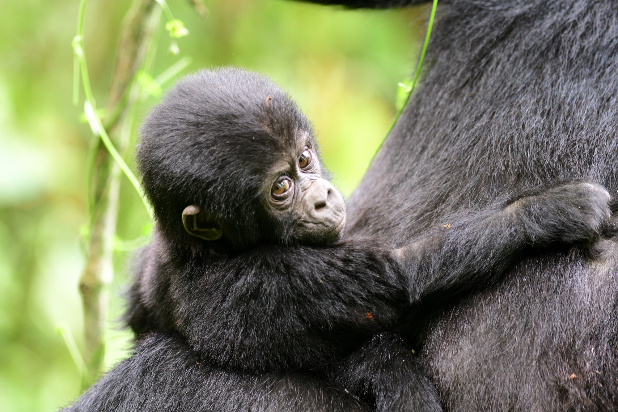 eastern mountain gorilla