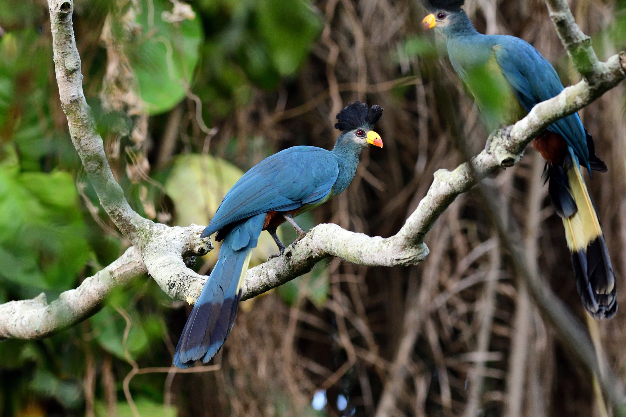 Great Blue Turaco