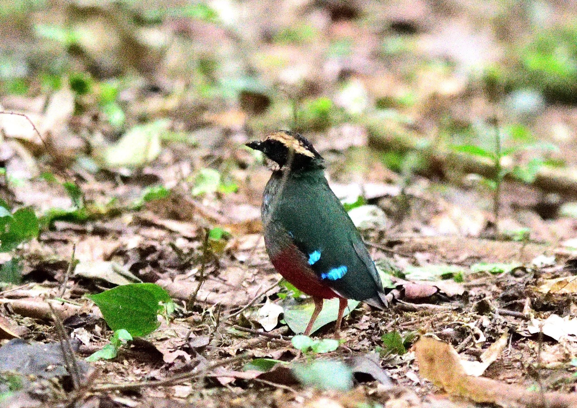 green-breasted pitta