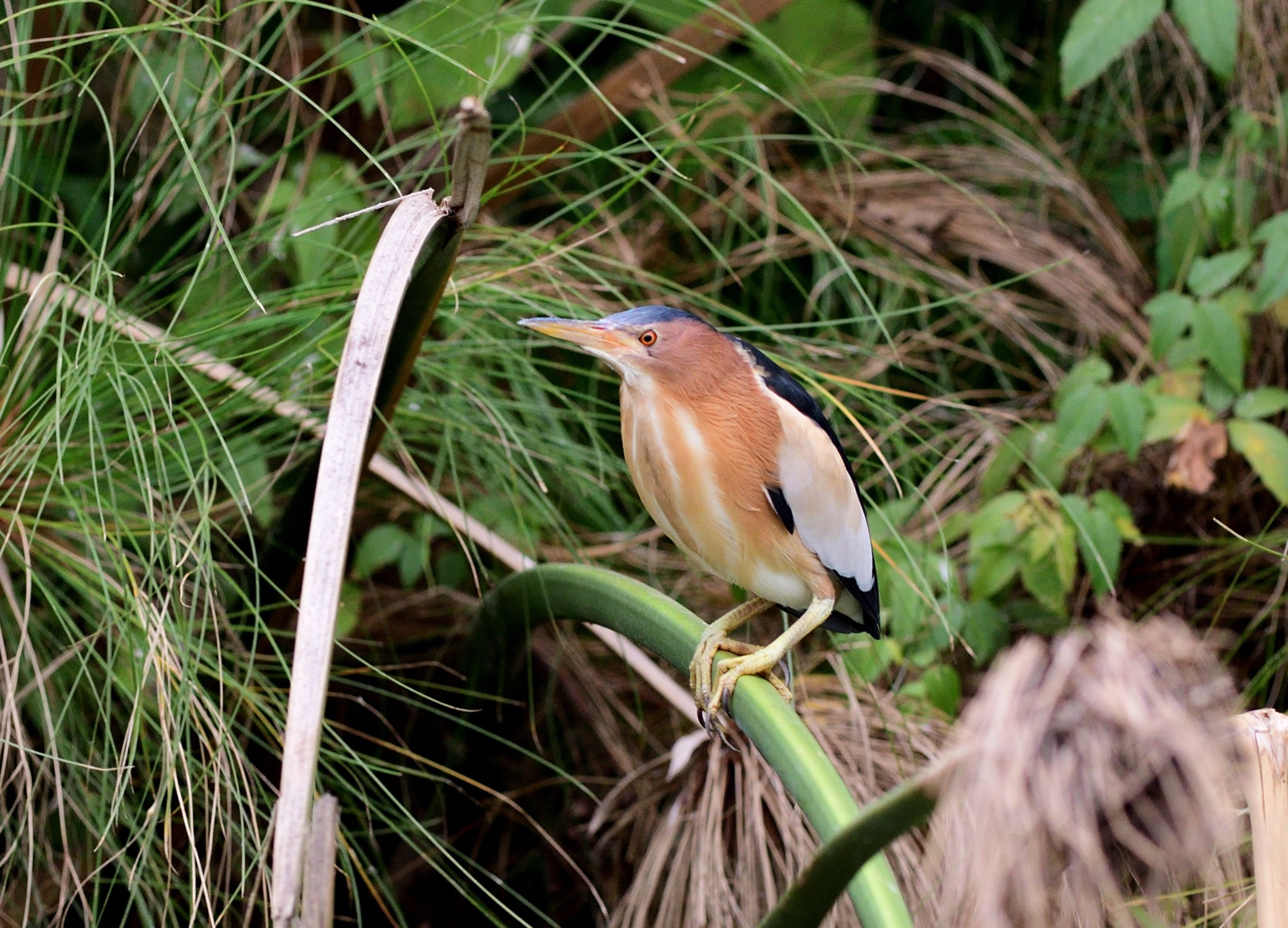 little bittern