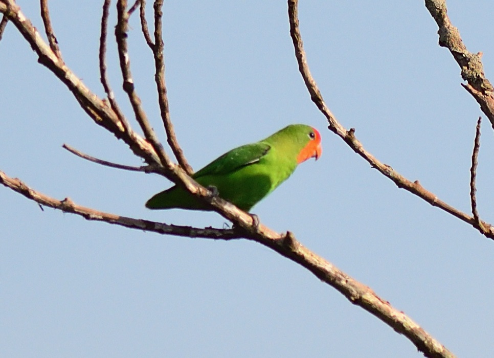 RED-HEADED LOVEBIRD