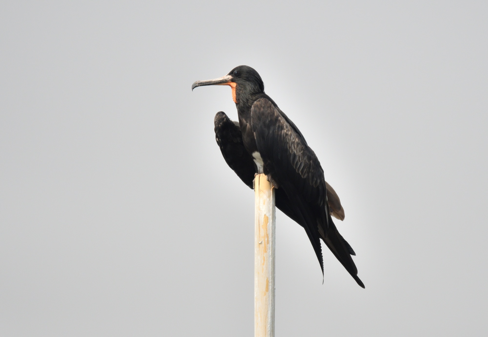 Christmas Island Frigatebird