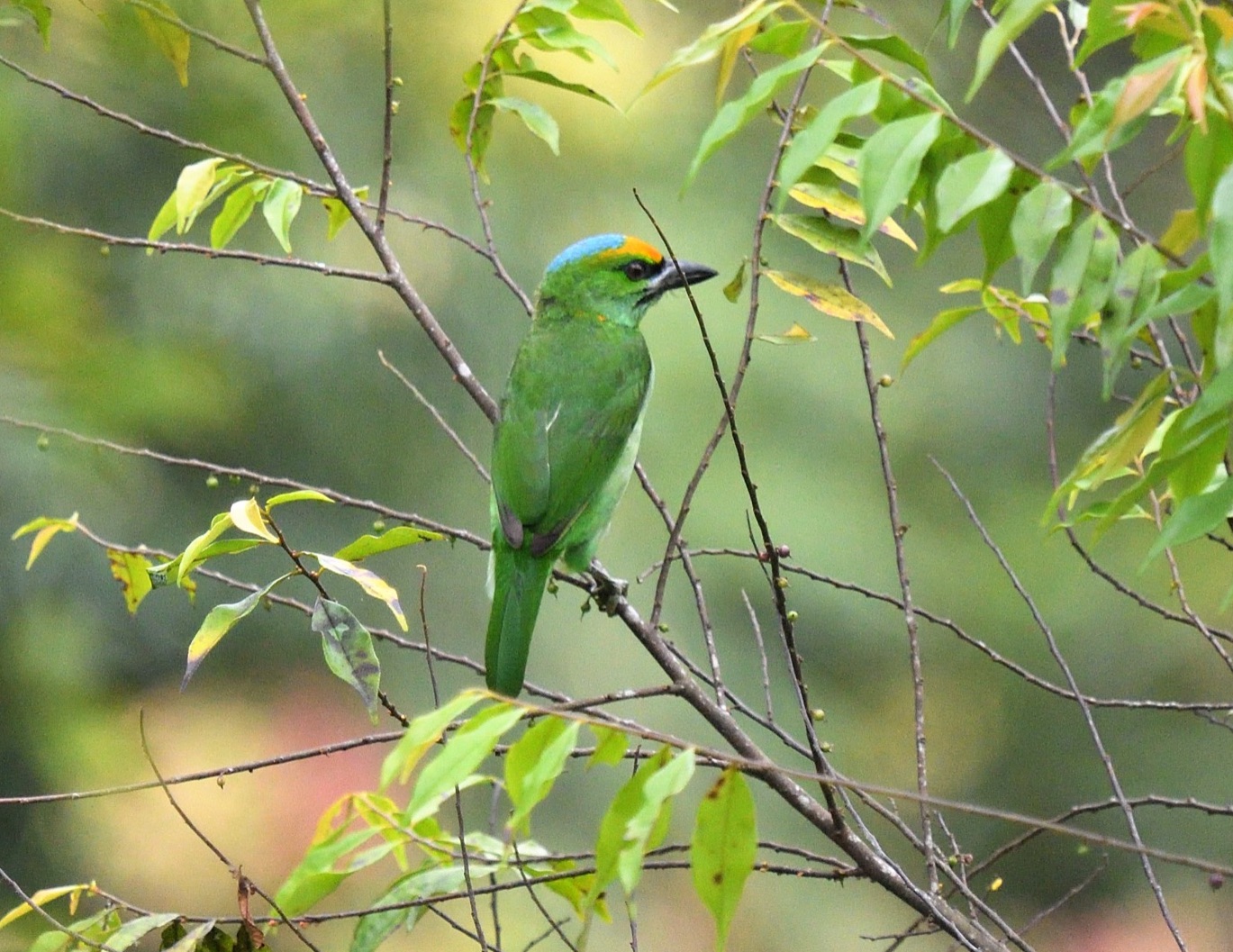 flame-fronted barbet