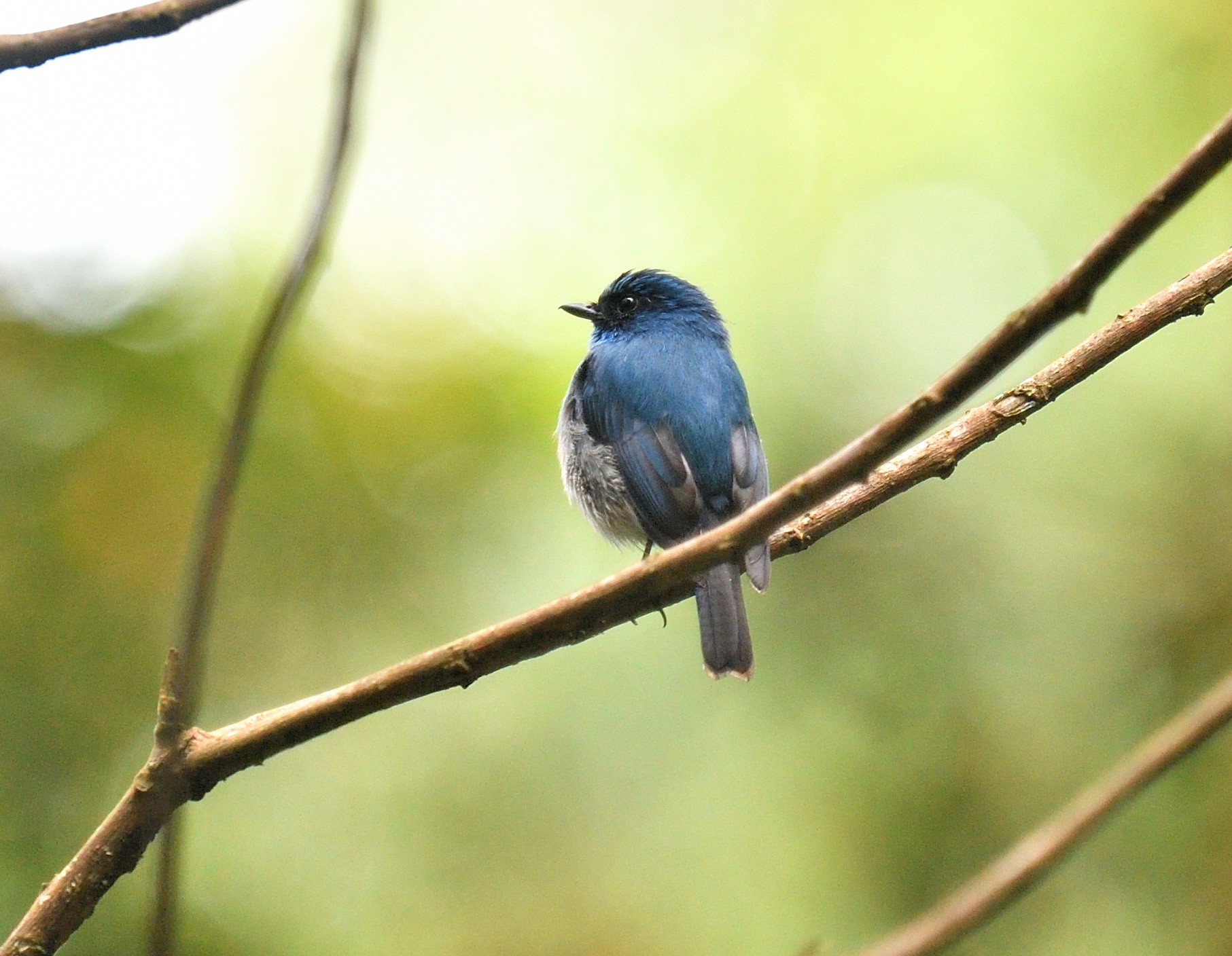 indigo flycatcher