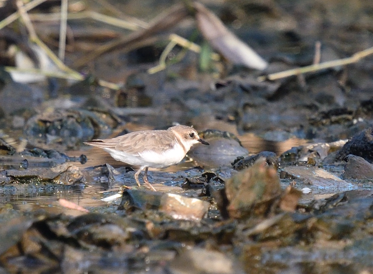 javan plover