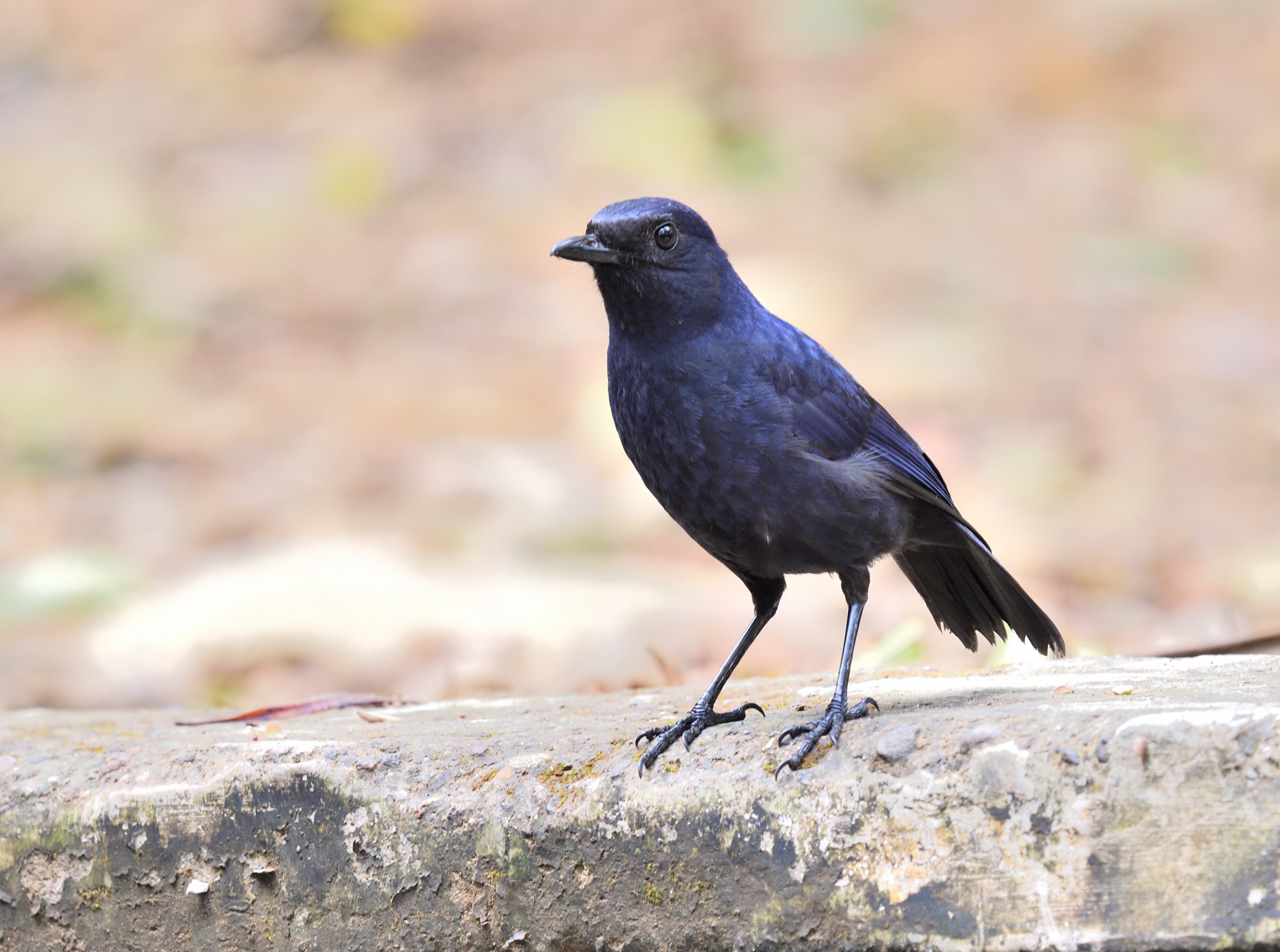 javan whistling-thrush