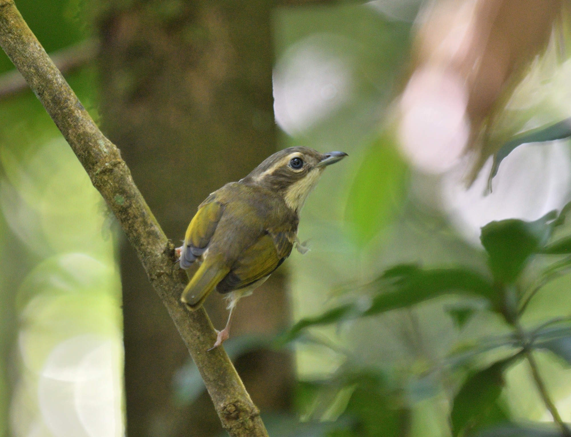 pied shrike-babbler