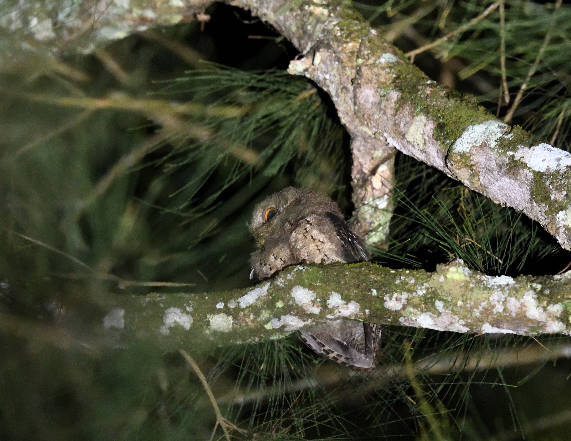 sunda scops-owl