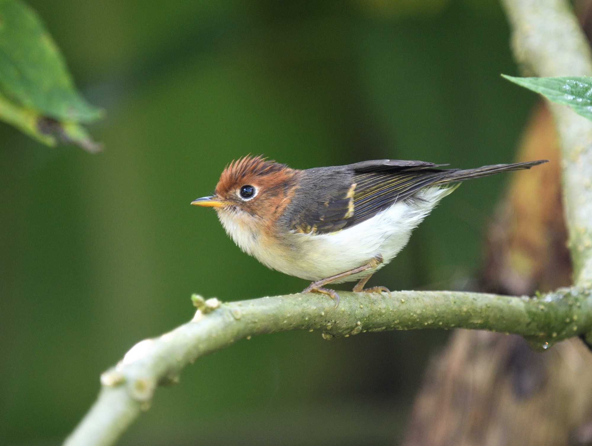 sunda warbler