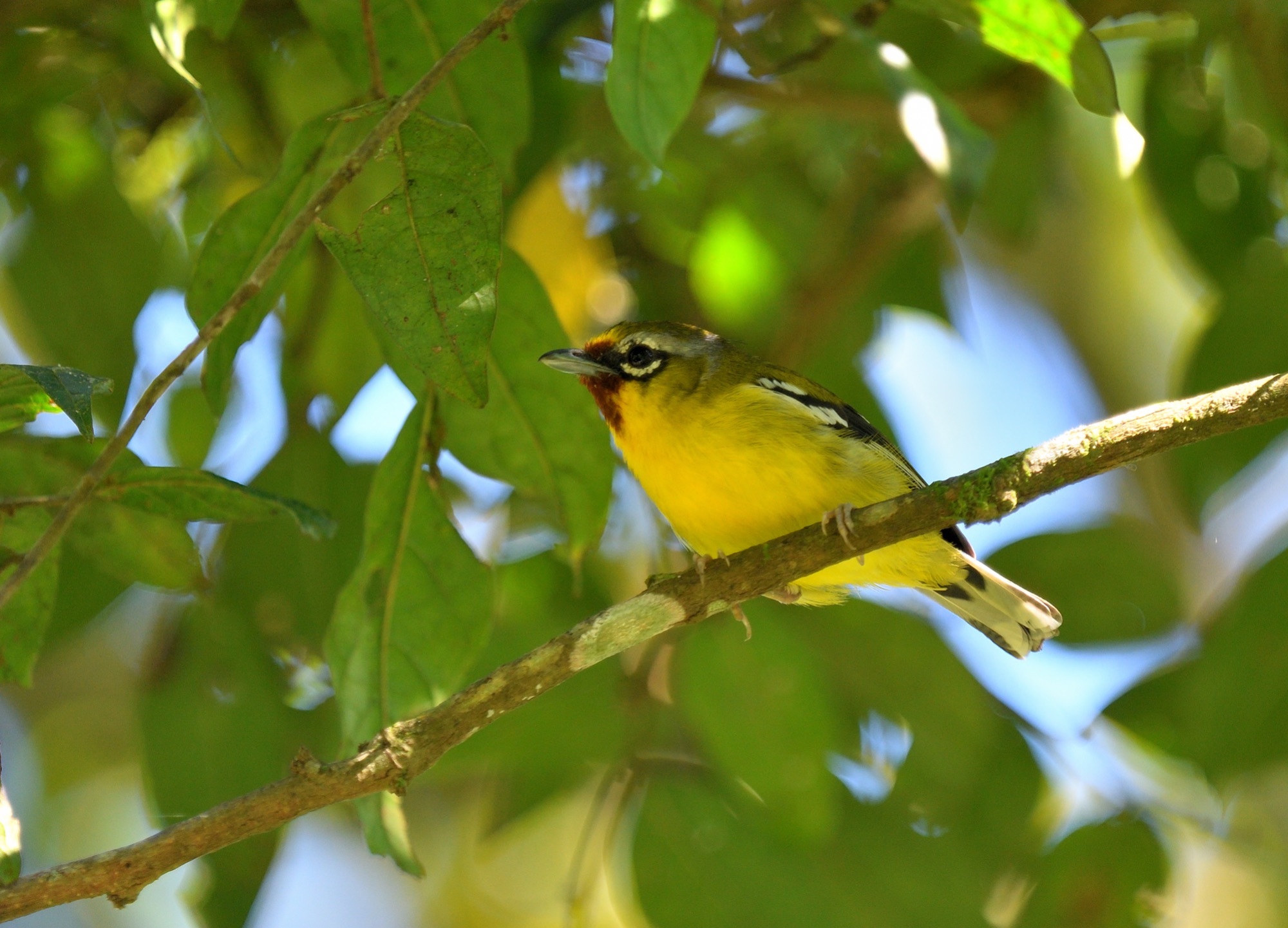 trilling shrike-babbler