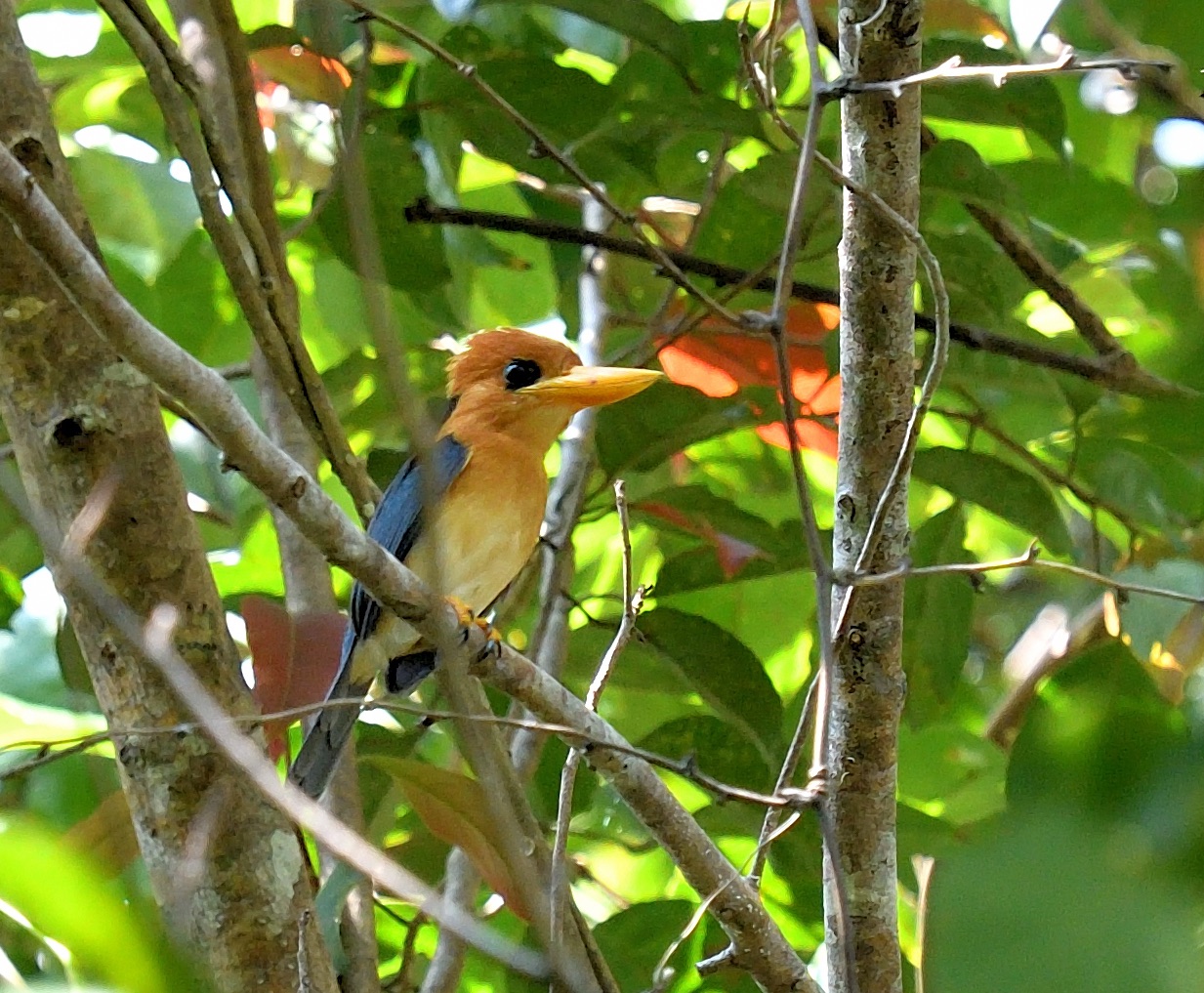 Yellow-billed Kingfisher