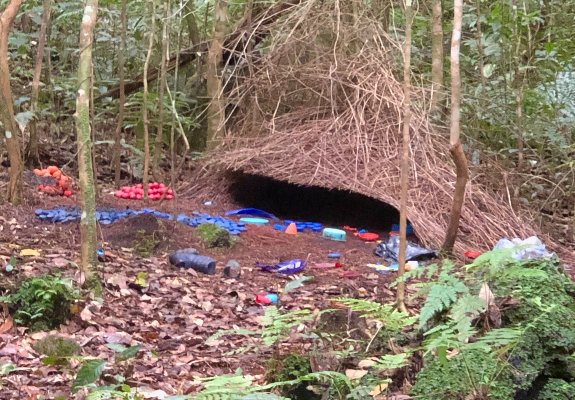 Vogelkop Bowerbird Bower