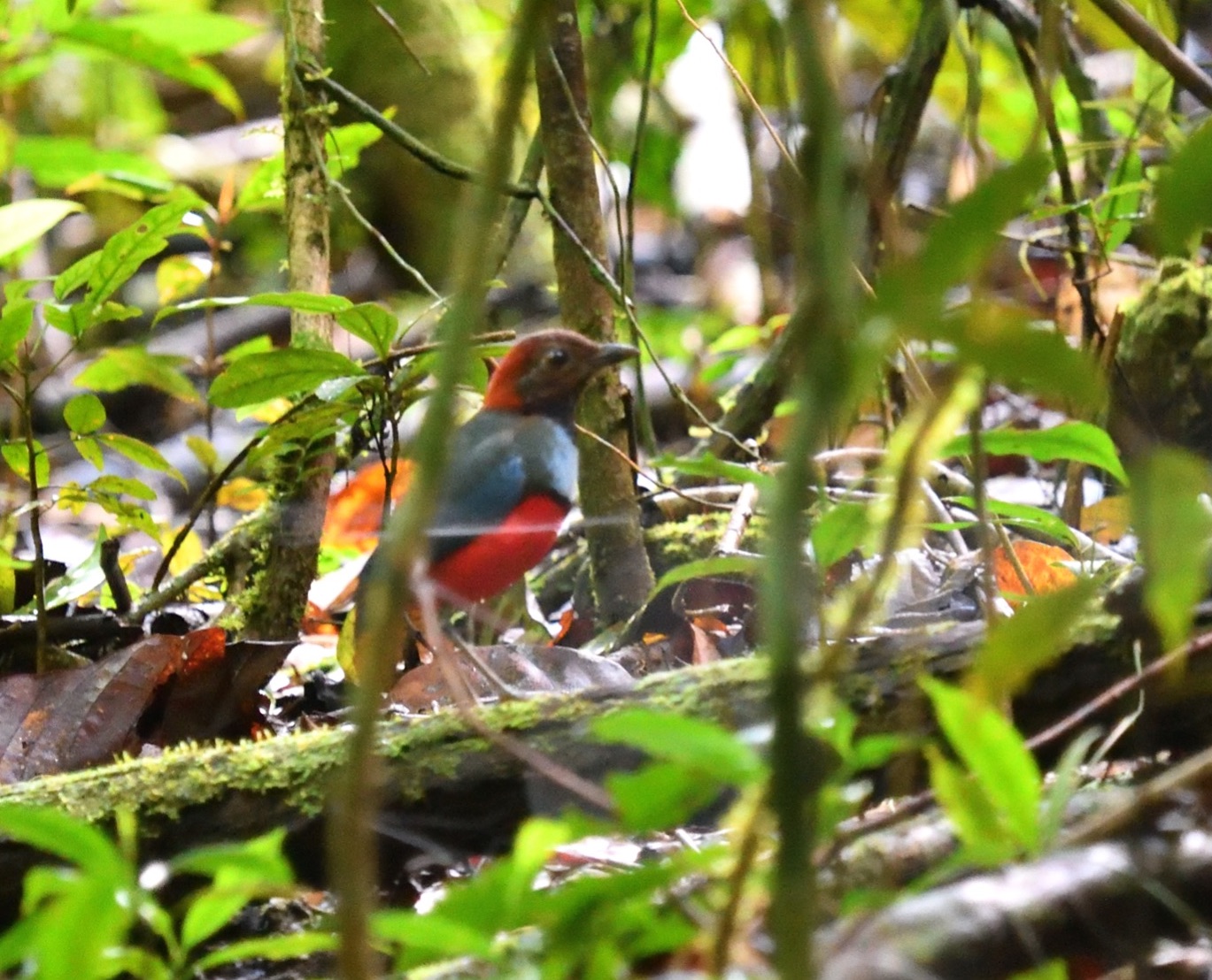 papuan pitta