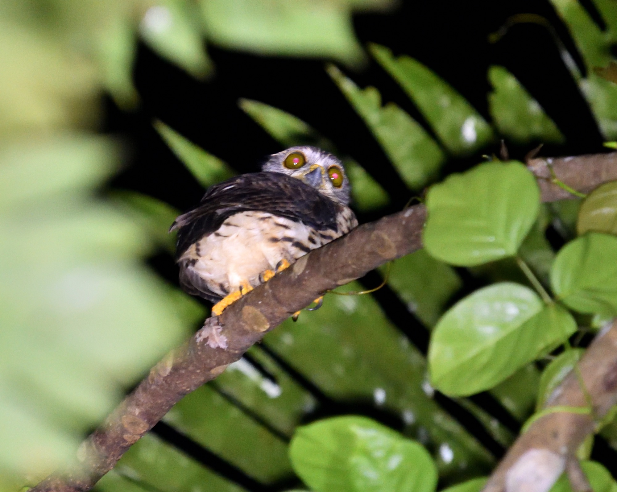 Papuan Hawk-Owl