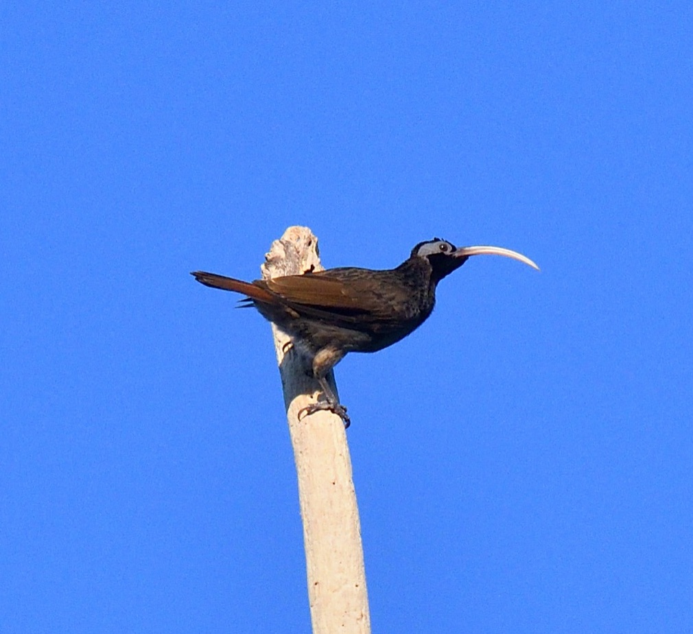 pale-billed sicklebill