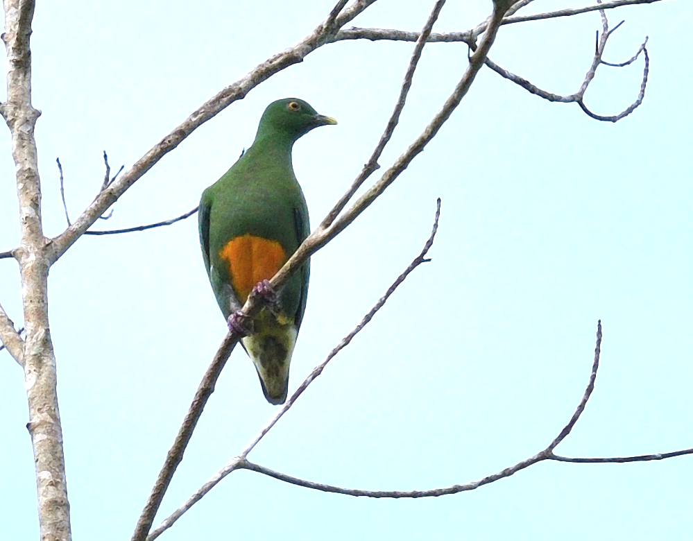 Orange-bellied Fruit-Dove