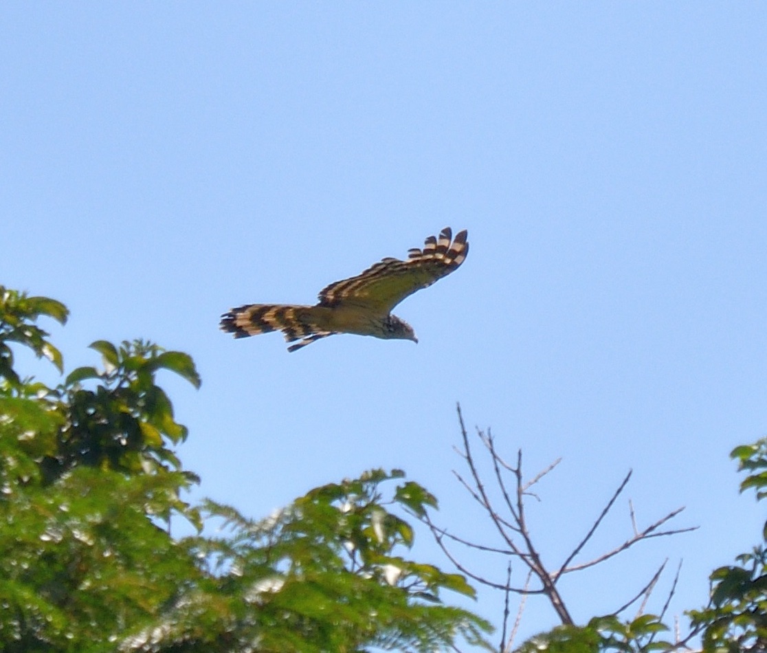 long-tailed honey buzzard