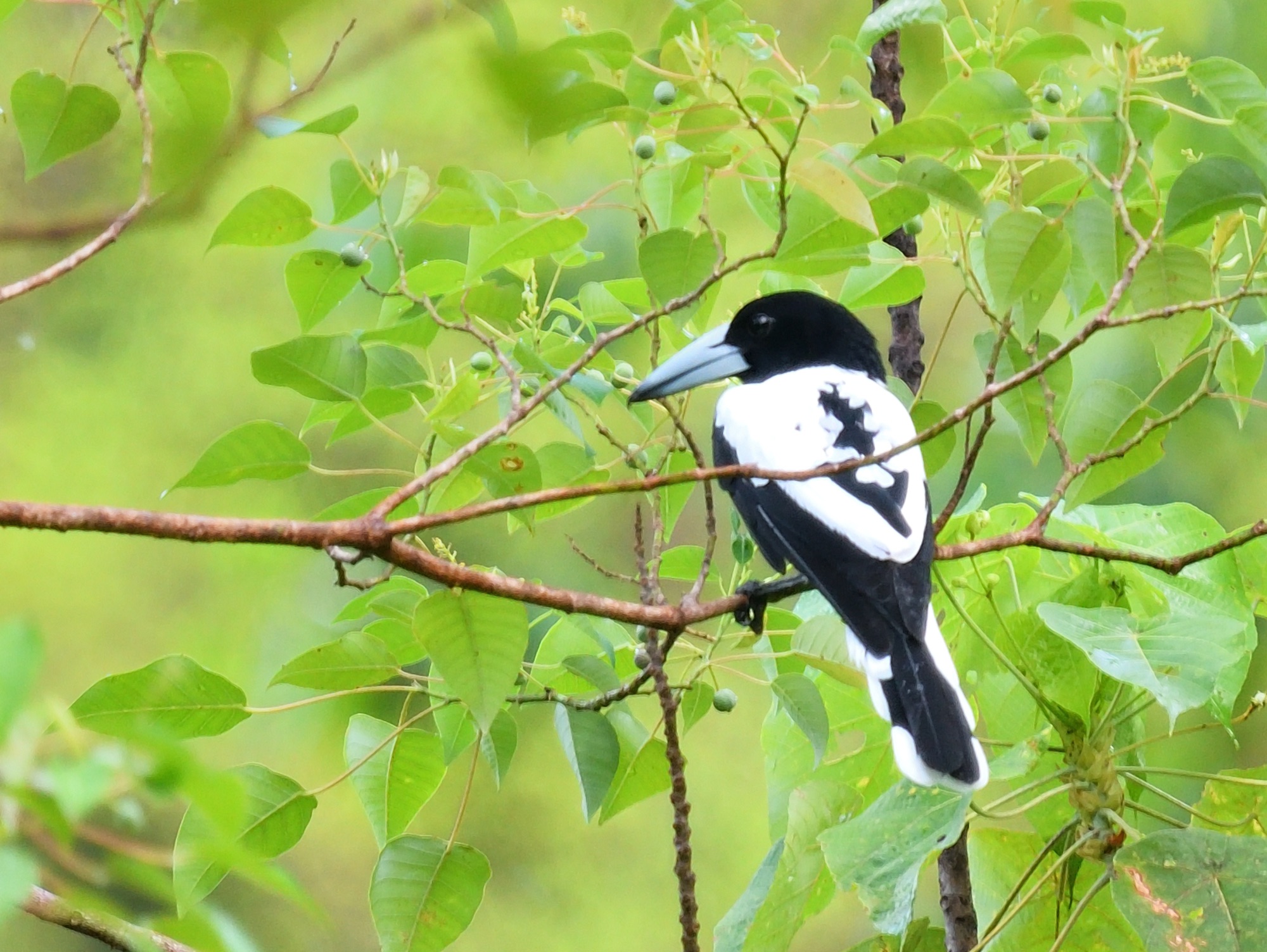 hooded butcherbird