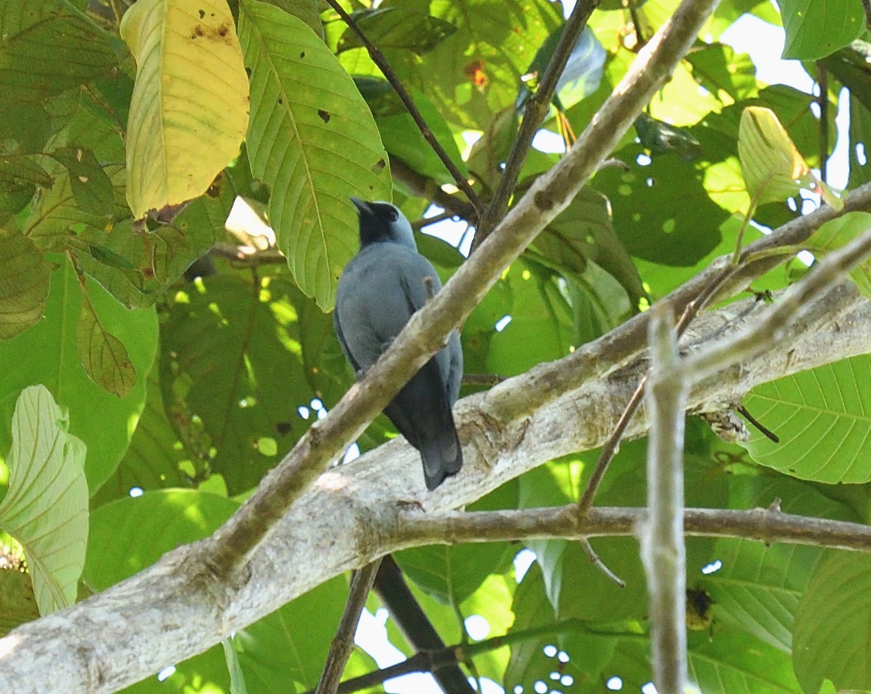 Boyer's Cuckooshrike