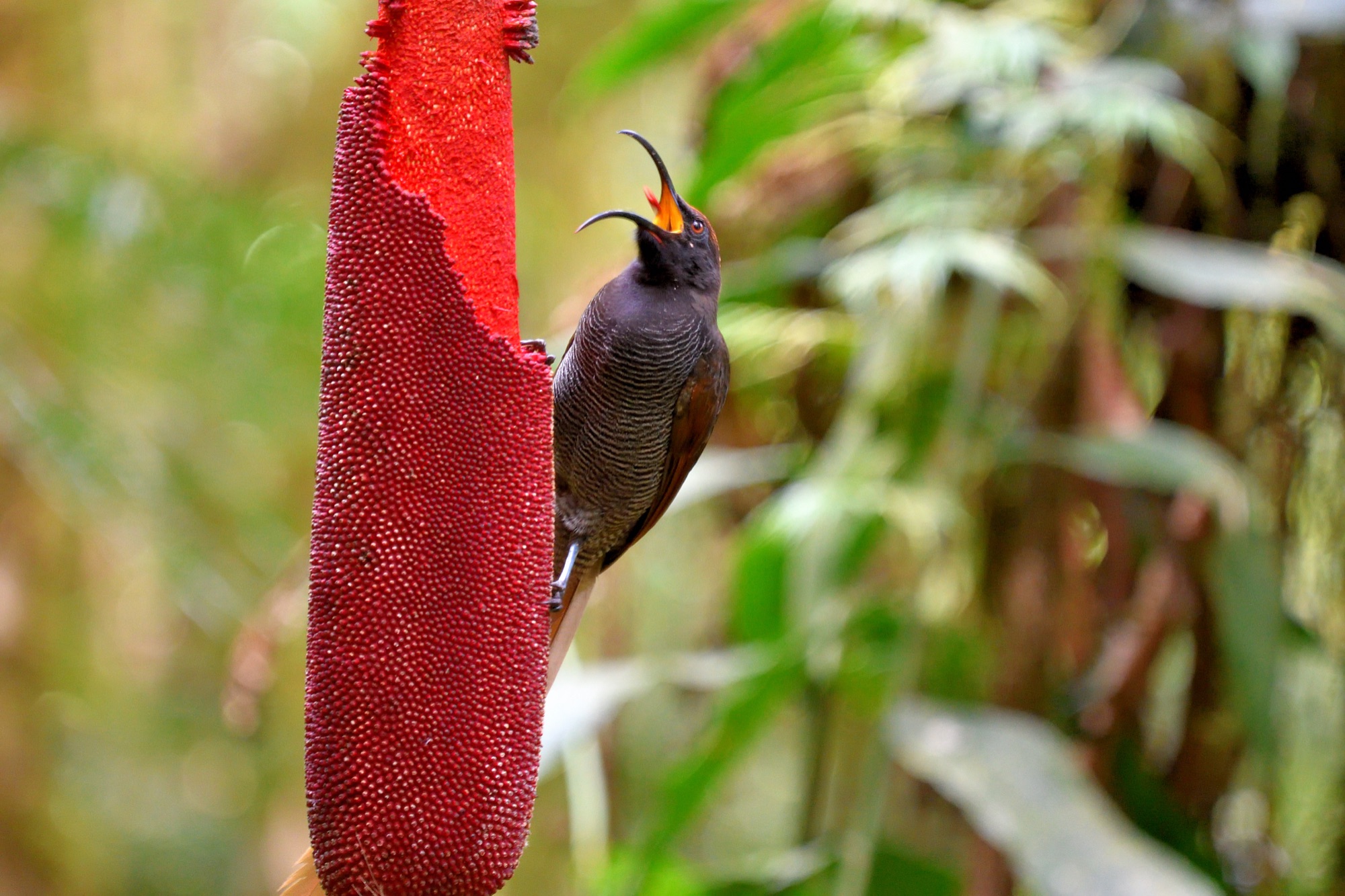 black sicklebill