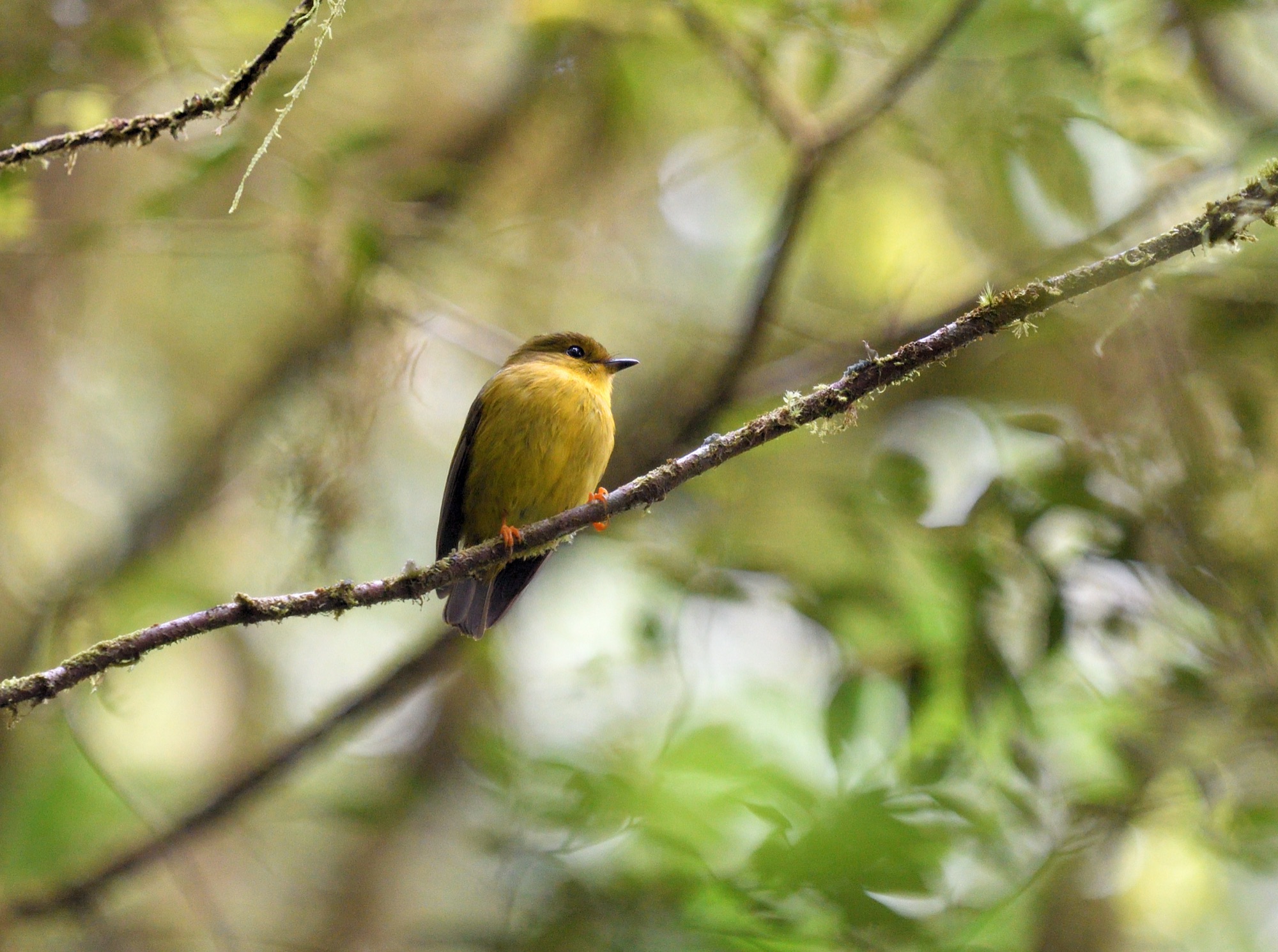 canary flyrobin