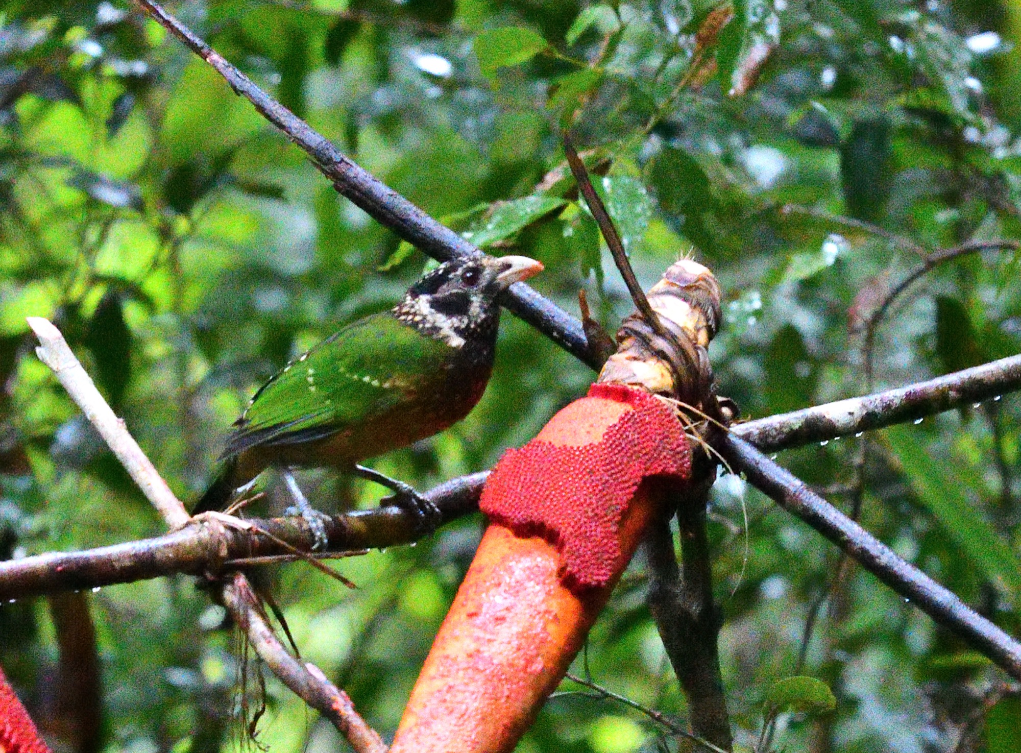 Arfak Catbird