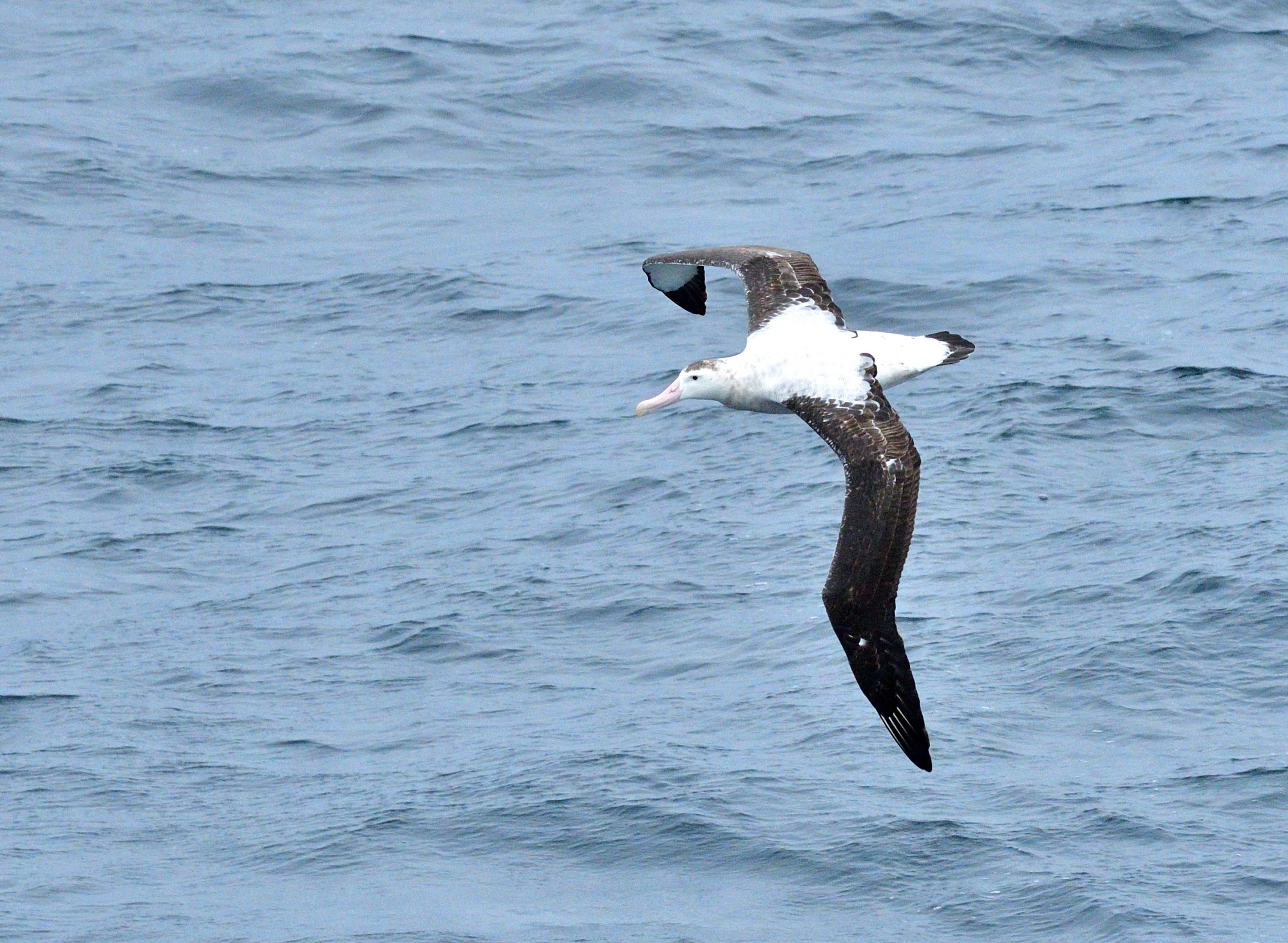 antipodean wandering albatross