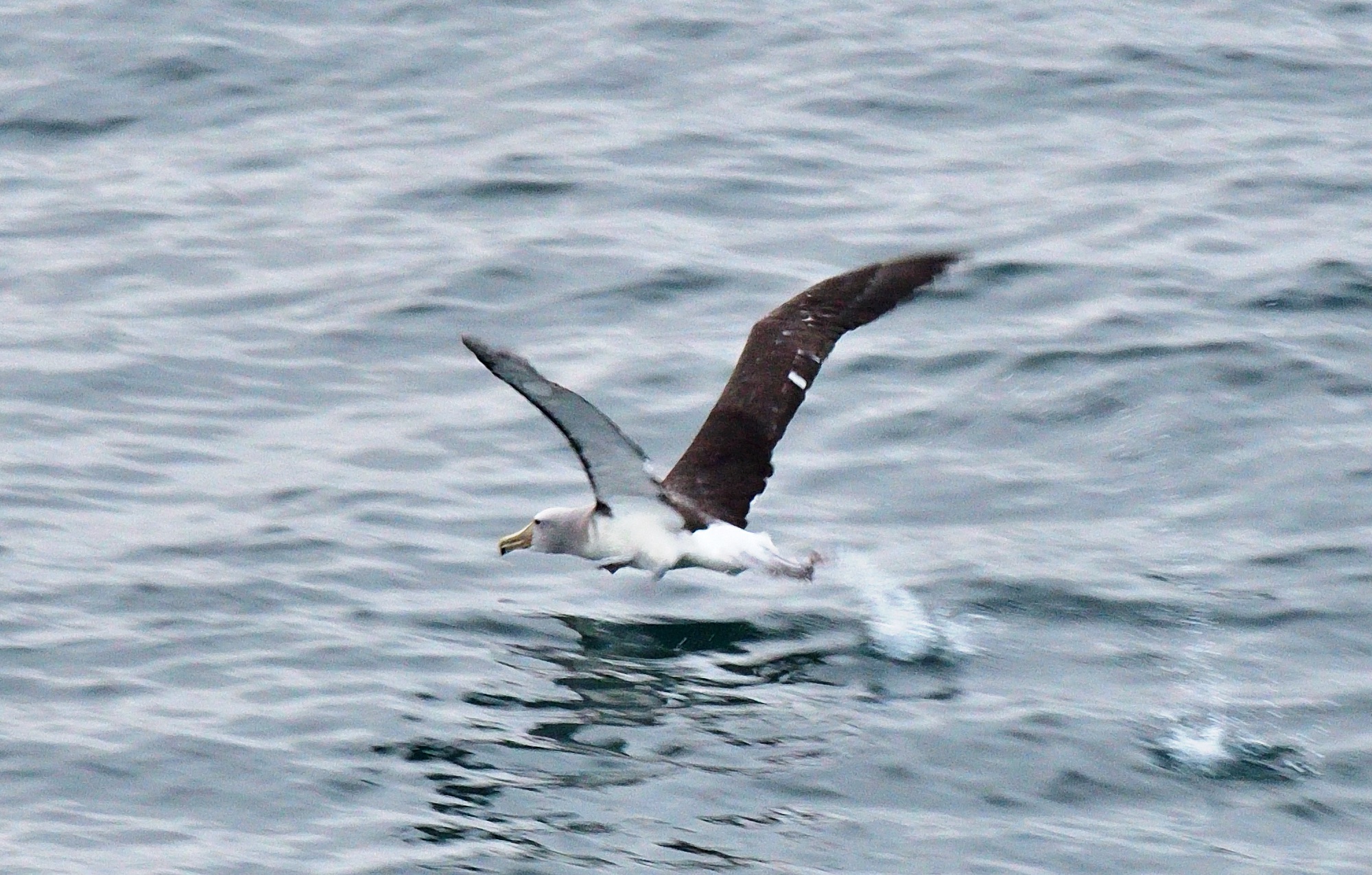 salvin's albatross