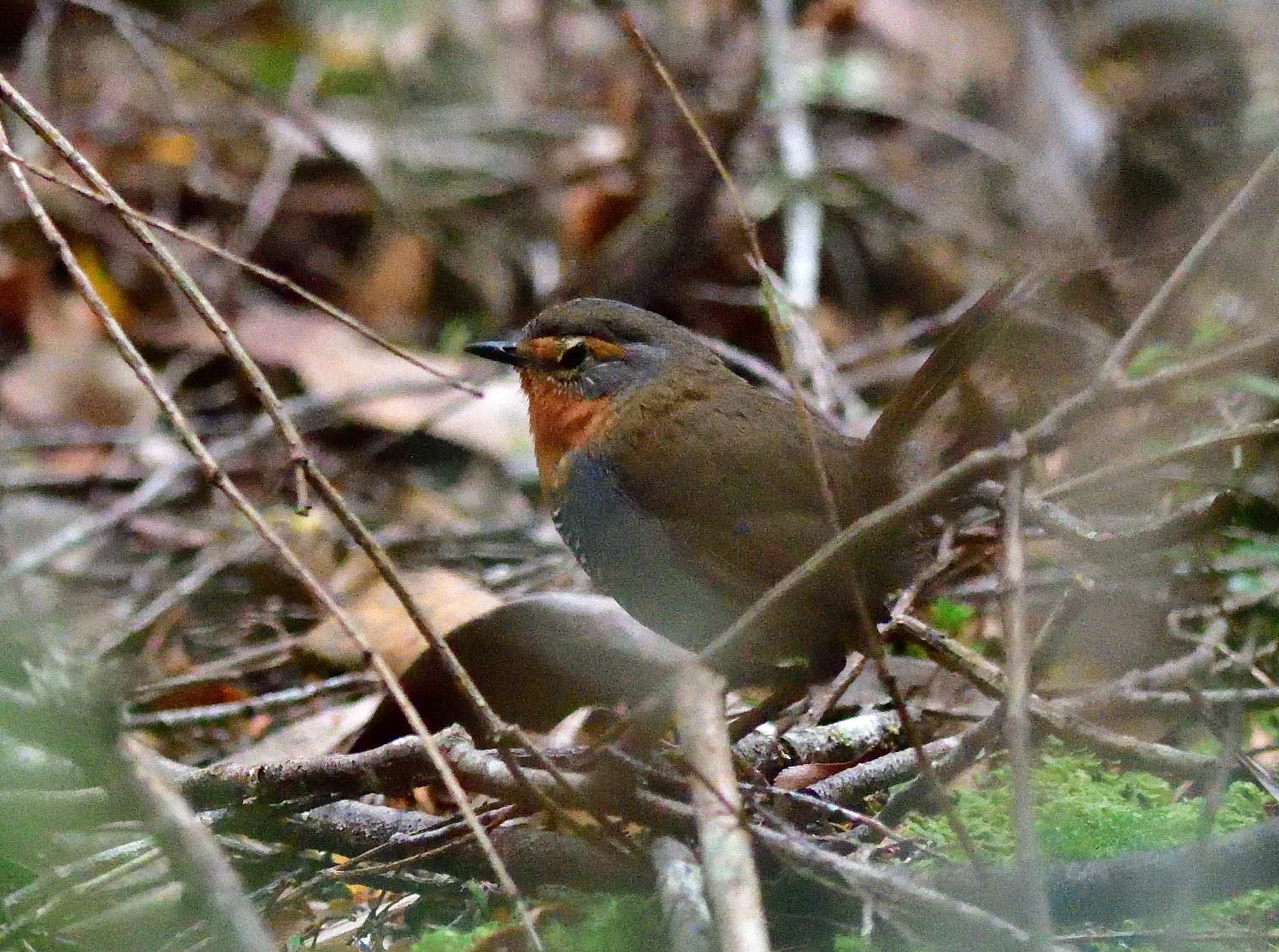 chucao tapaculo