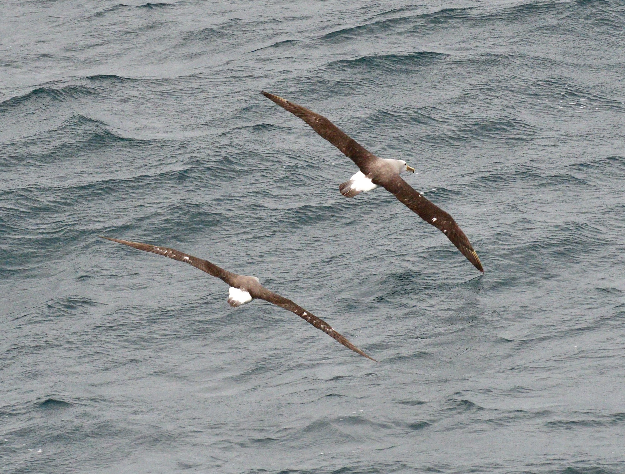 salvin's albatross