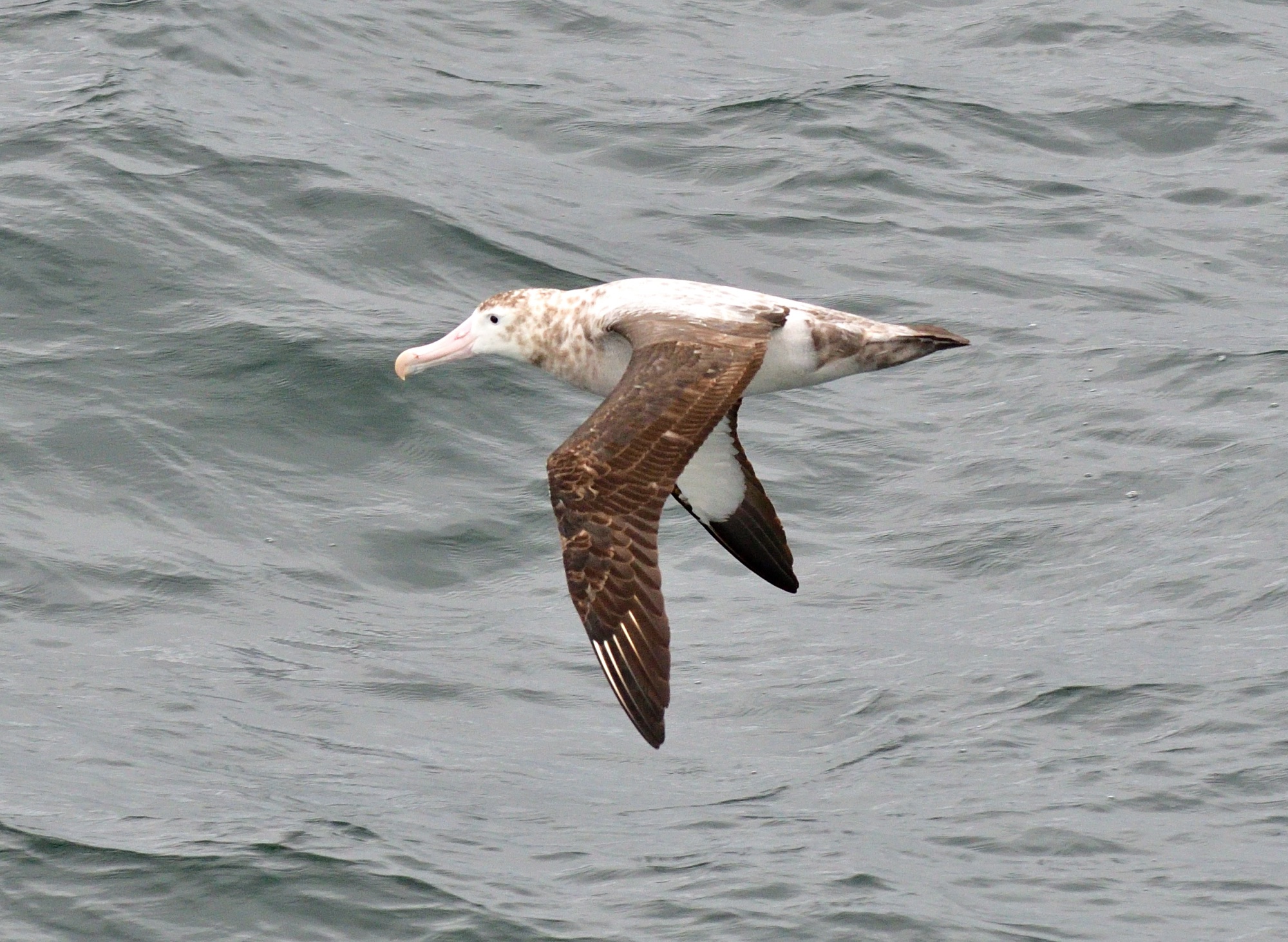 snowy wandering albatross