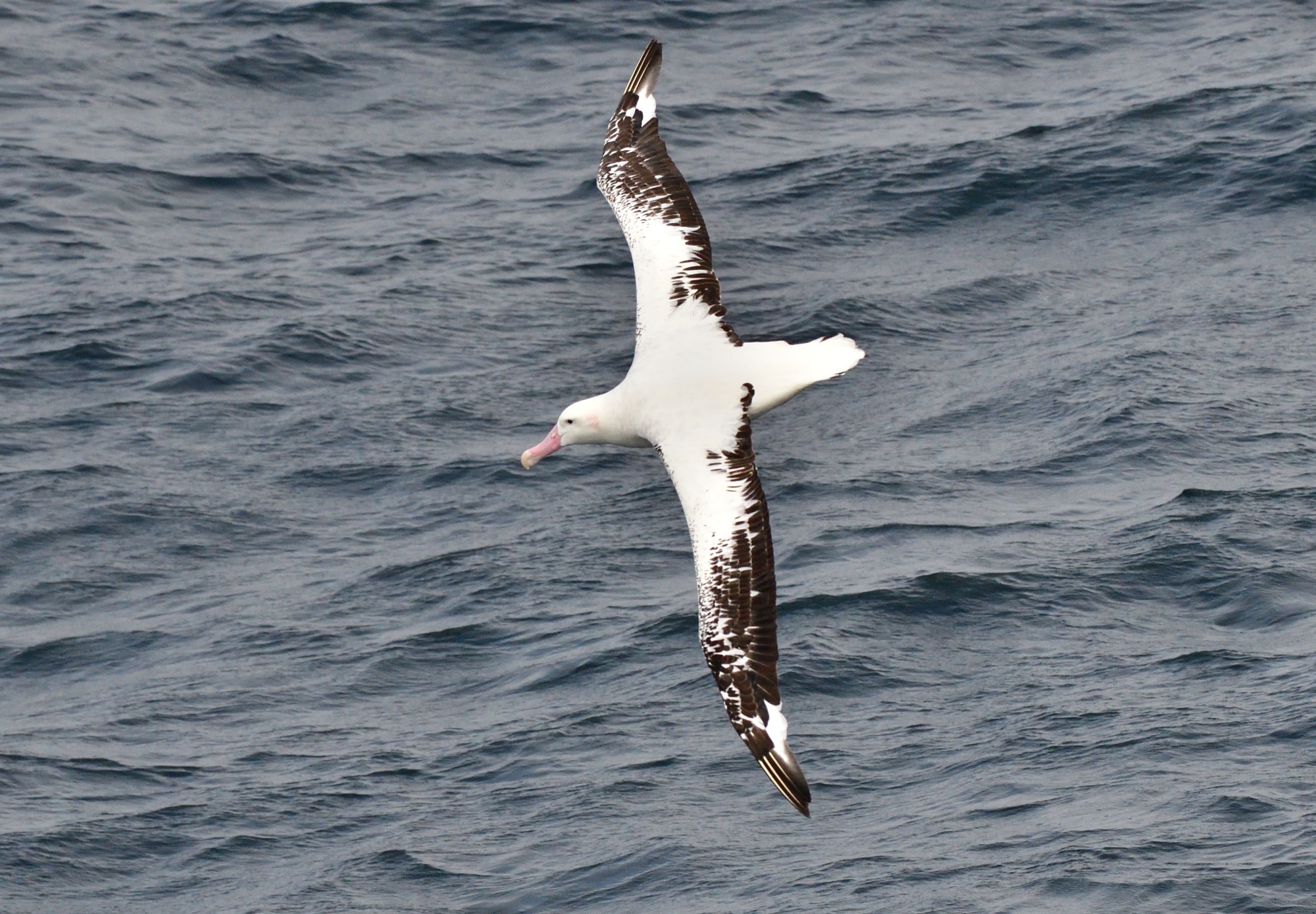 Snowy Wandering Albatross