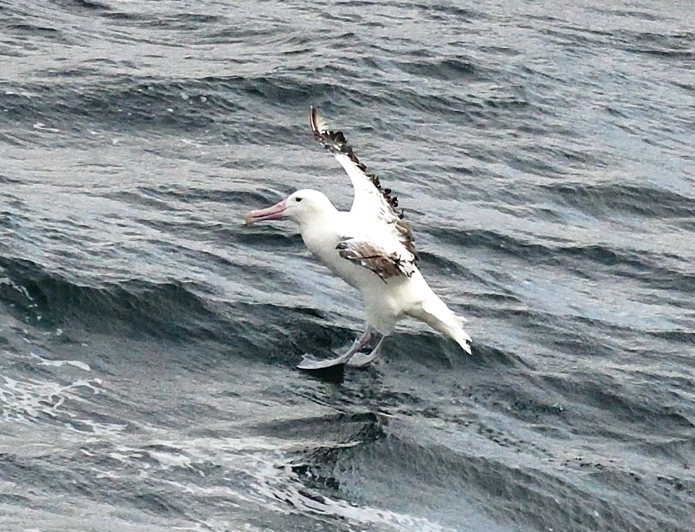 royal albatross
