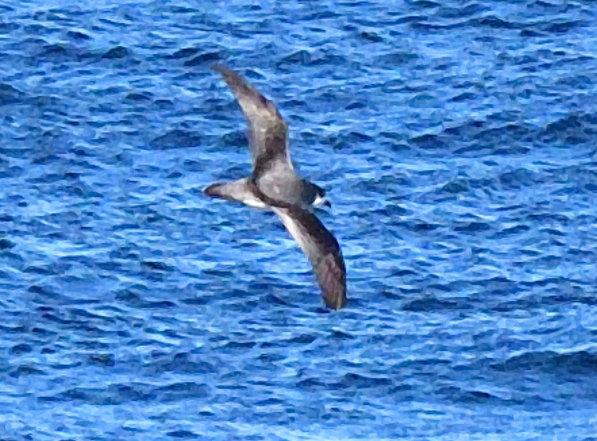 stejneger's petrel