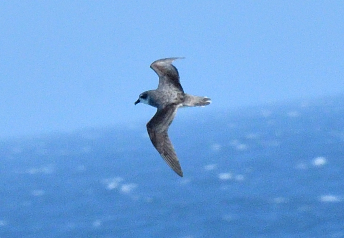 Soft-plumaged Petrel