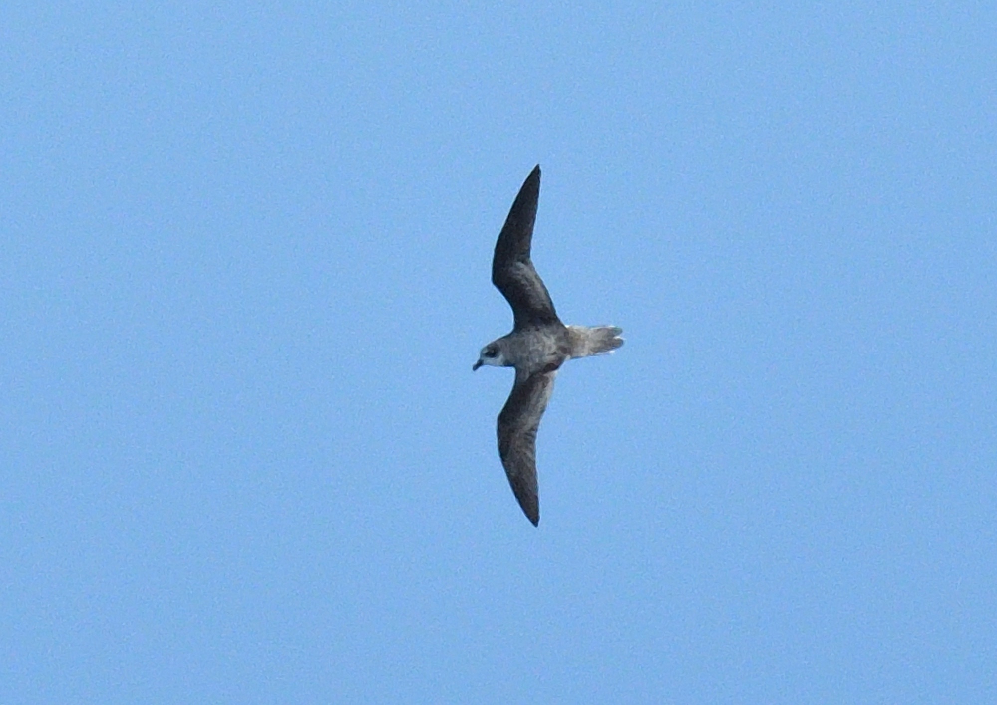 soft-plumaged petrel