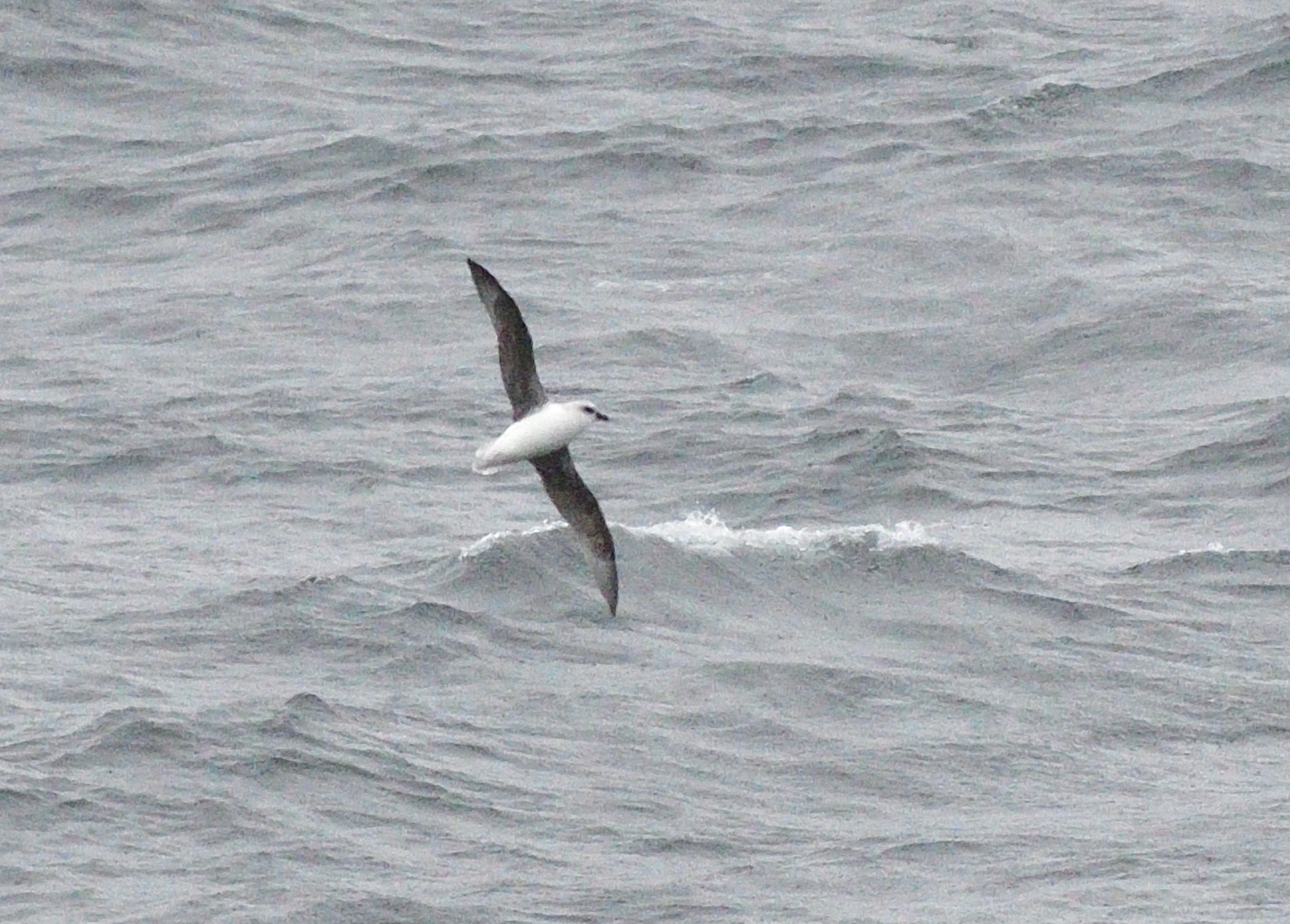 white-headed petrel