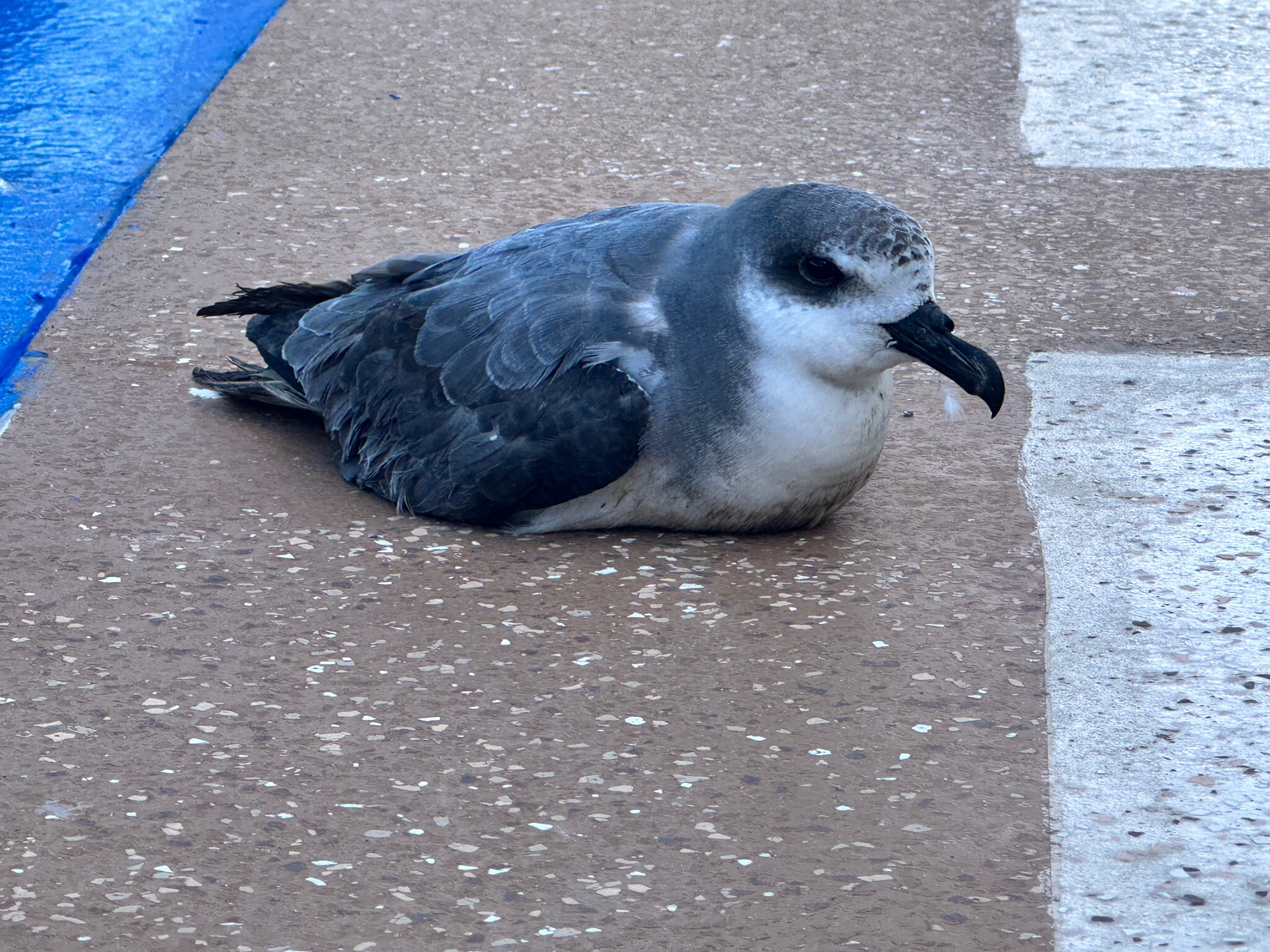 masatierra petrel