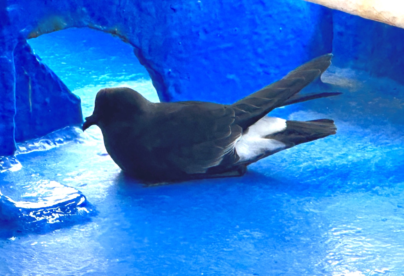 Fuegian Storm Petrel