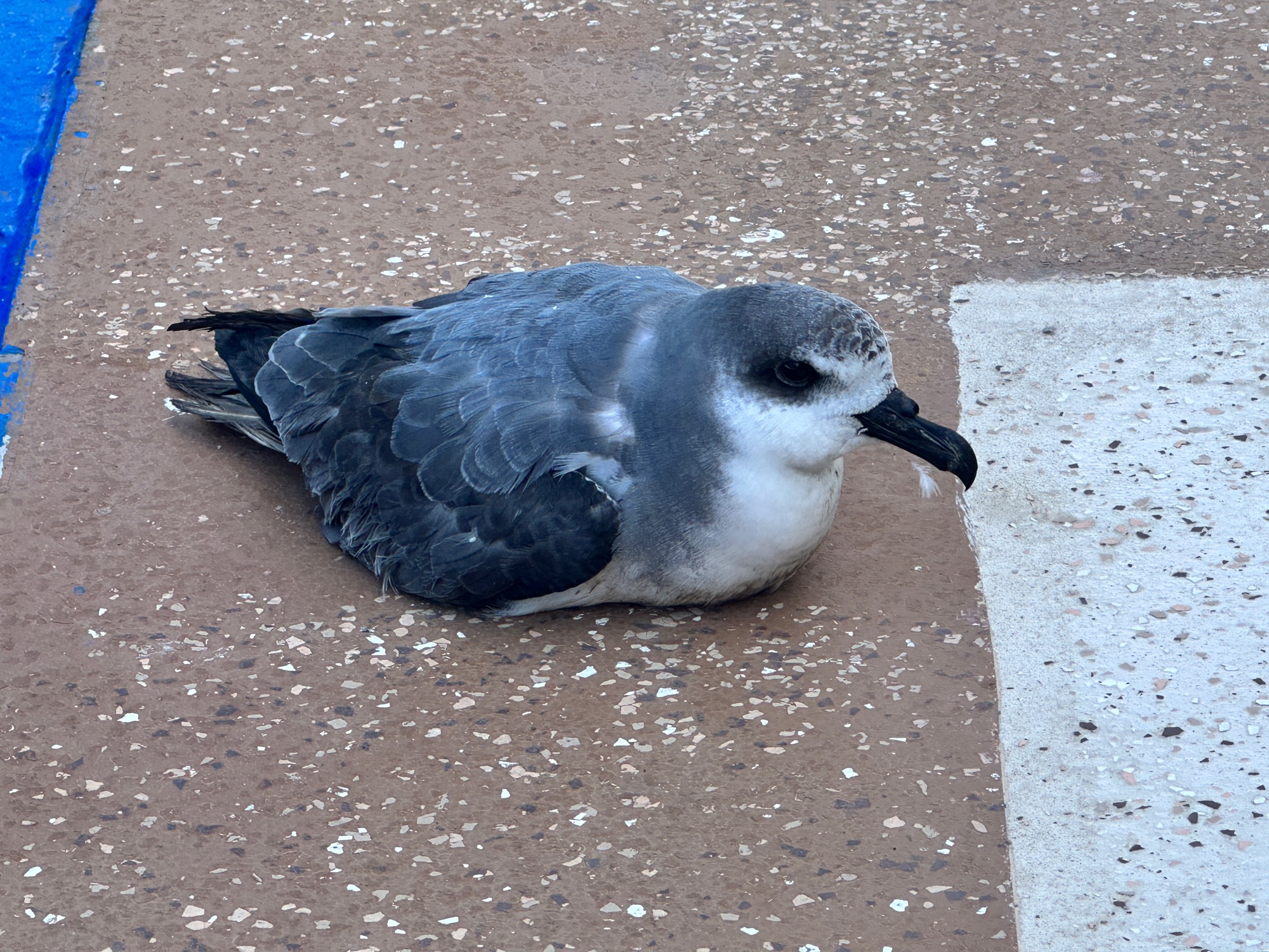 masatierra petrel