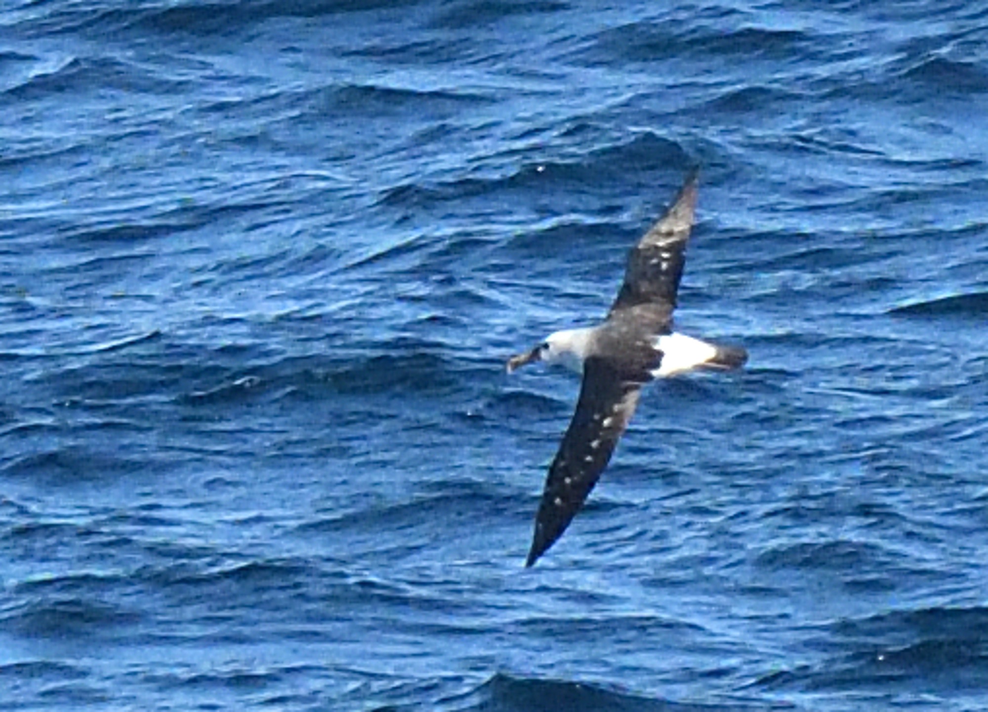 atlantic yellow-nosed albatross