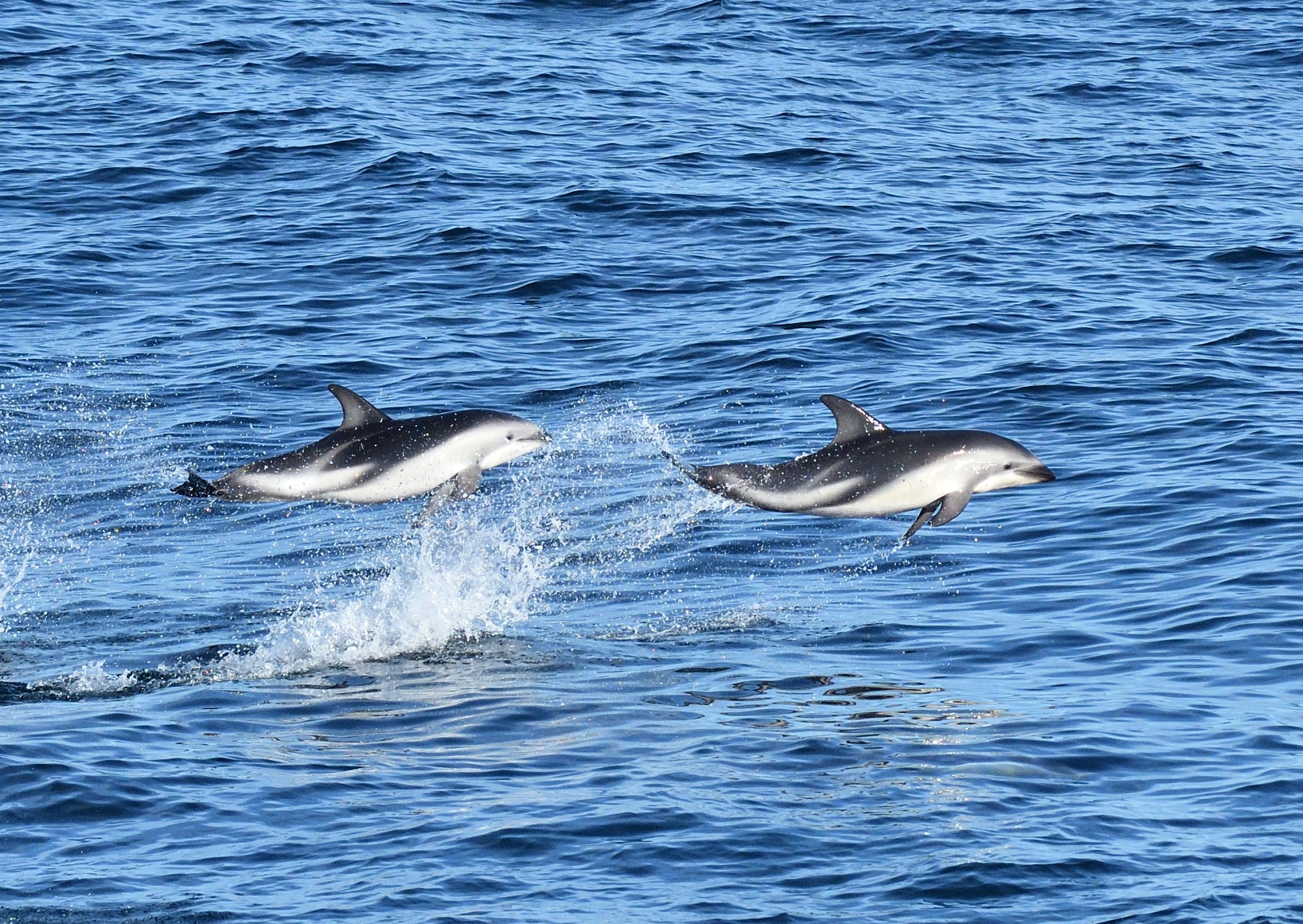 Dusky Dolphins