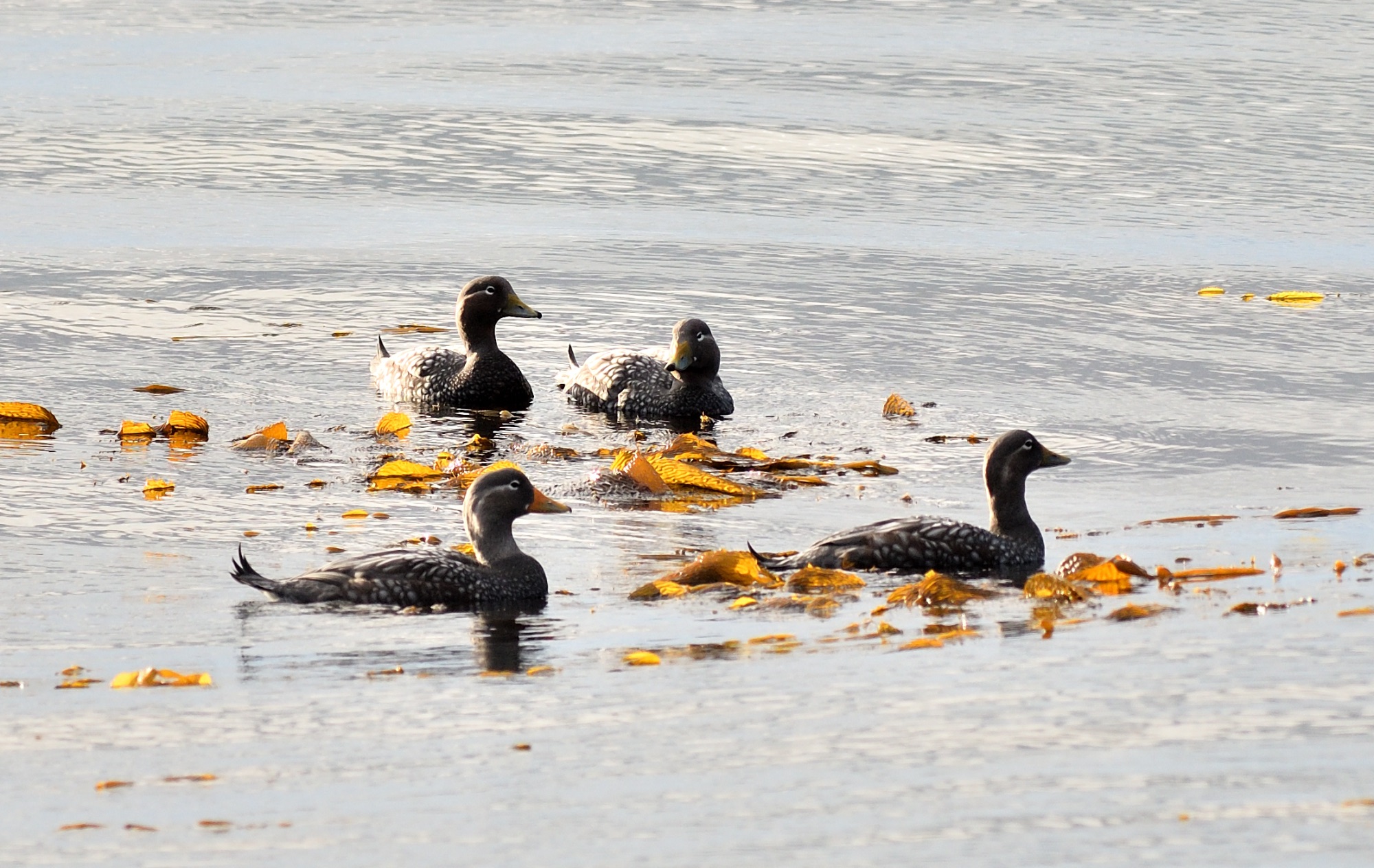 flying steamer duck