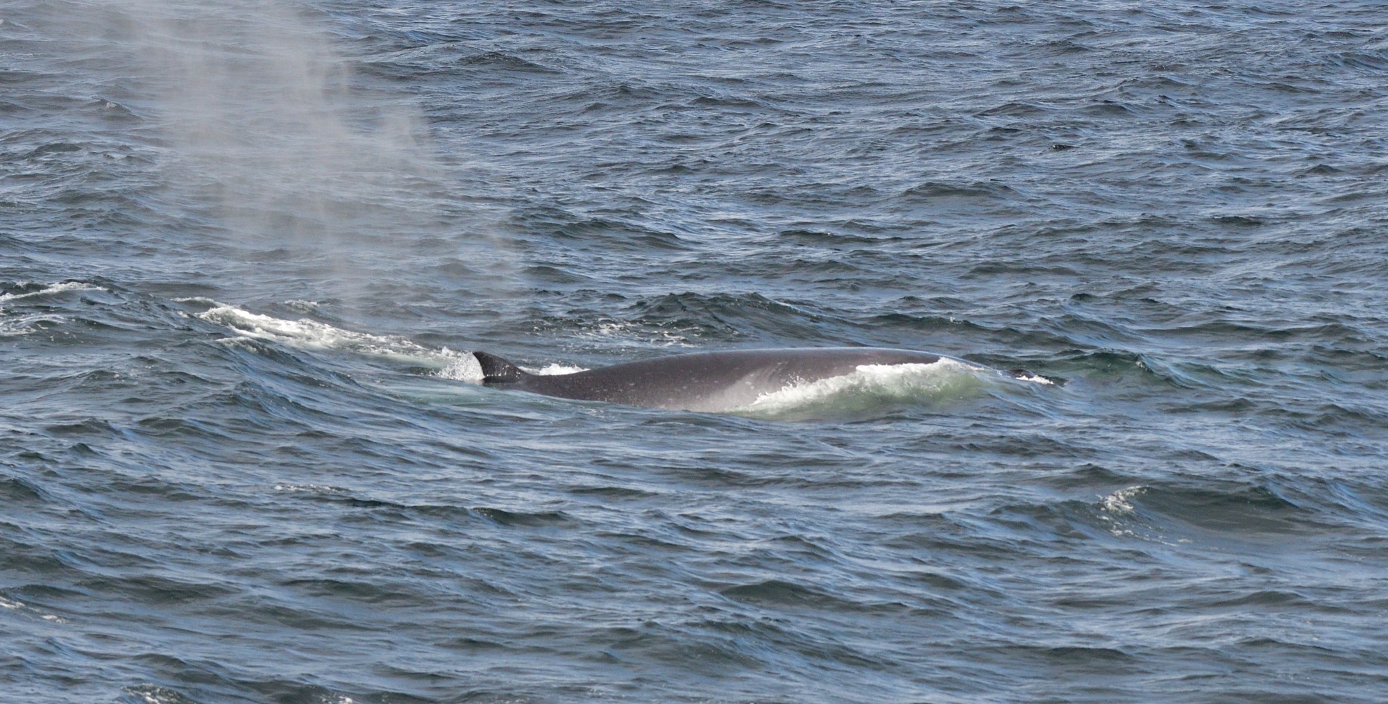 sei whale