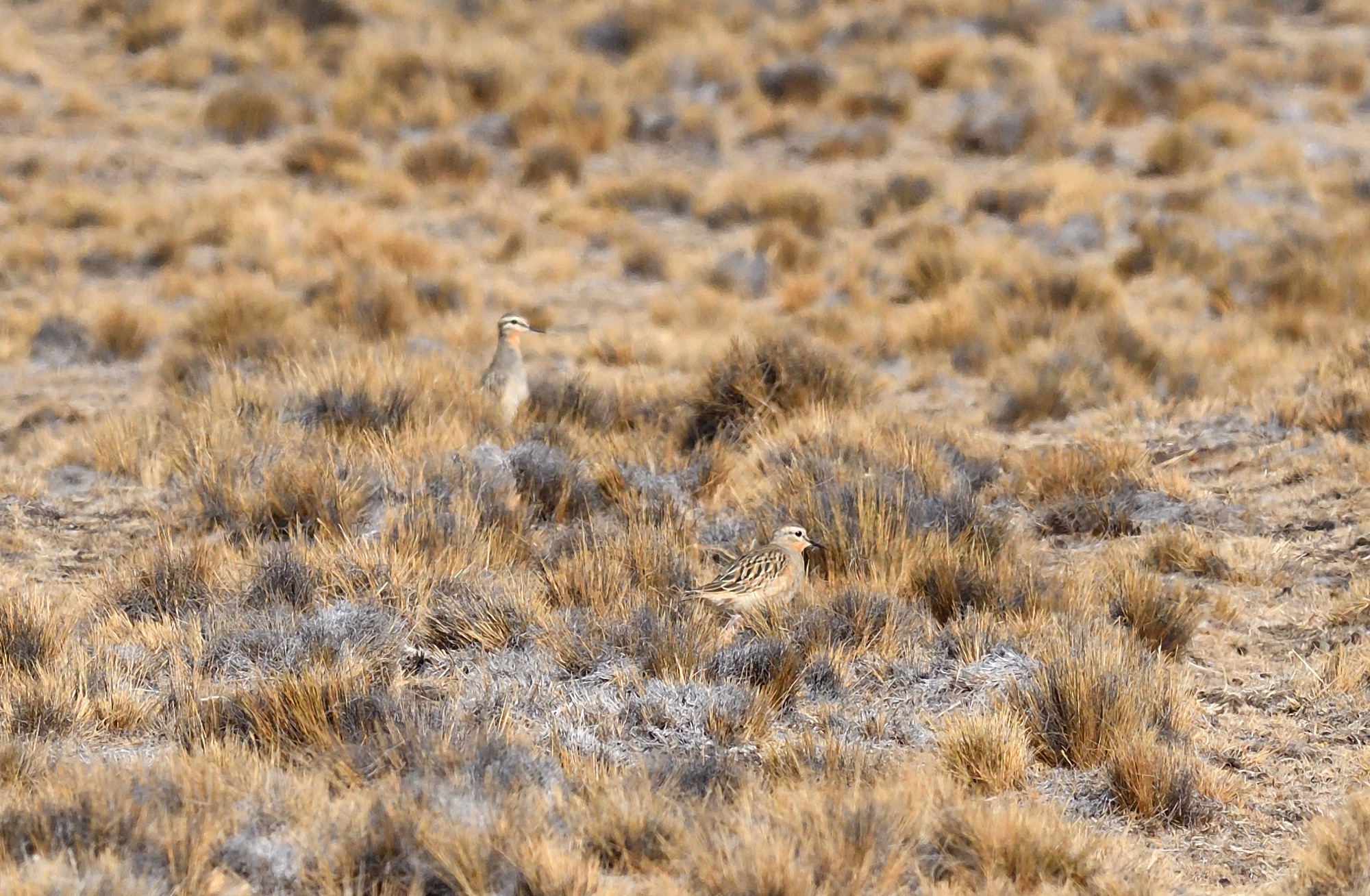 tawny-throated dotterels