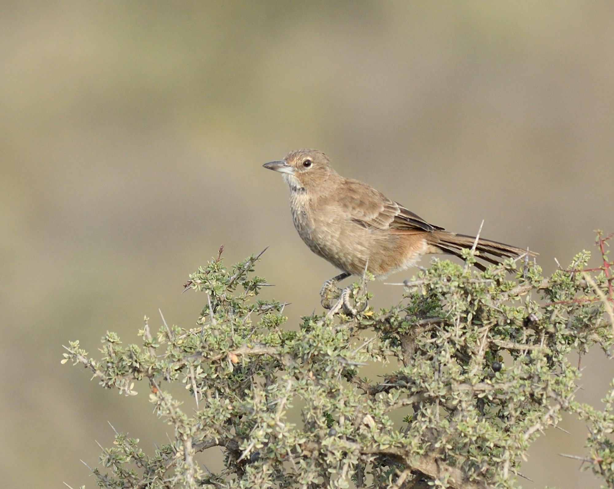 white-throated cachalote