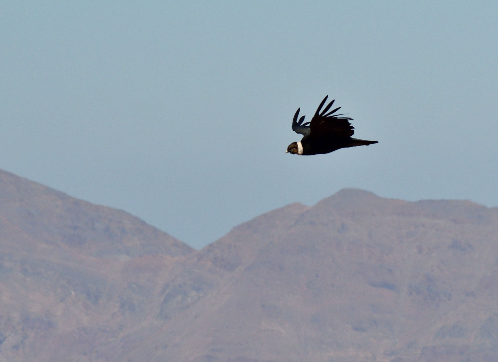 andean condor